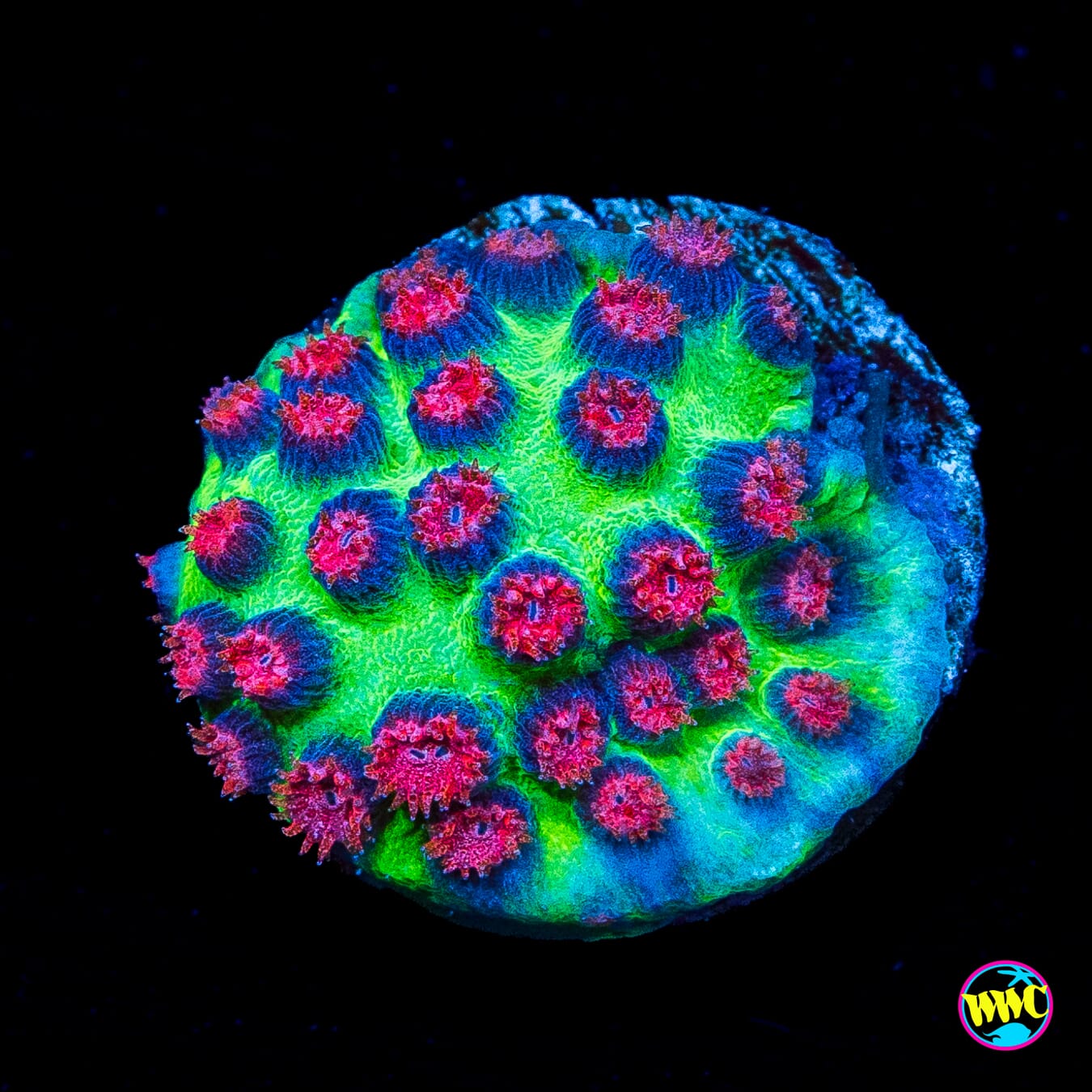 Jason Fox Alien Pox Cyphastrea