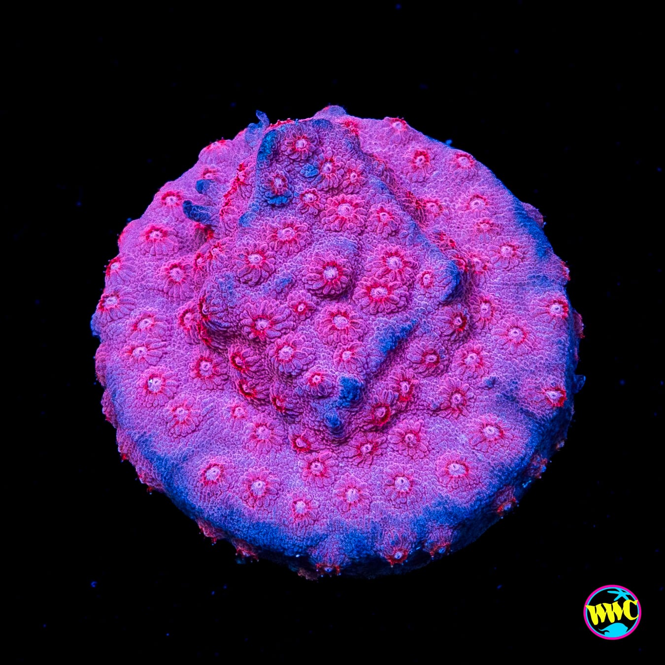 WWC Pinky Cyphastrea
