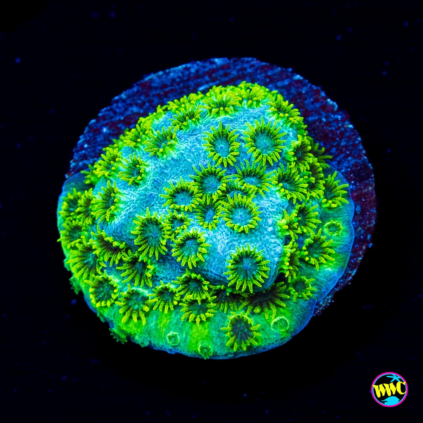 WWC Leafy Greens Cyphastrea