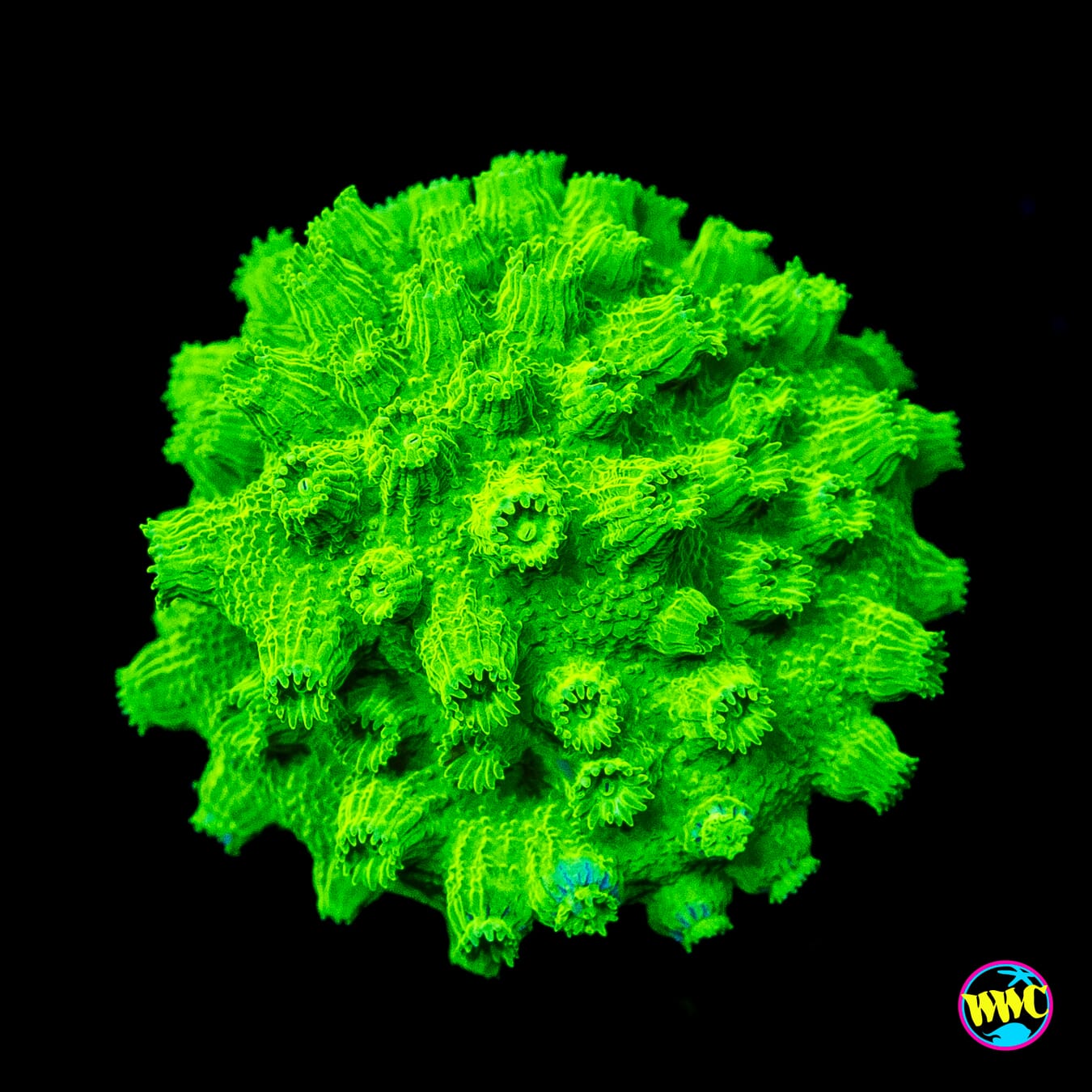WWC Lime Green Cyphastrea
