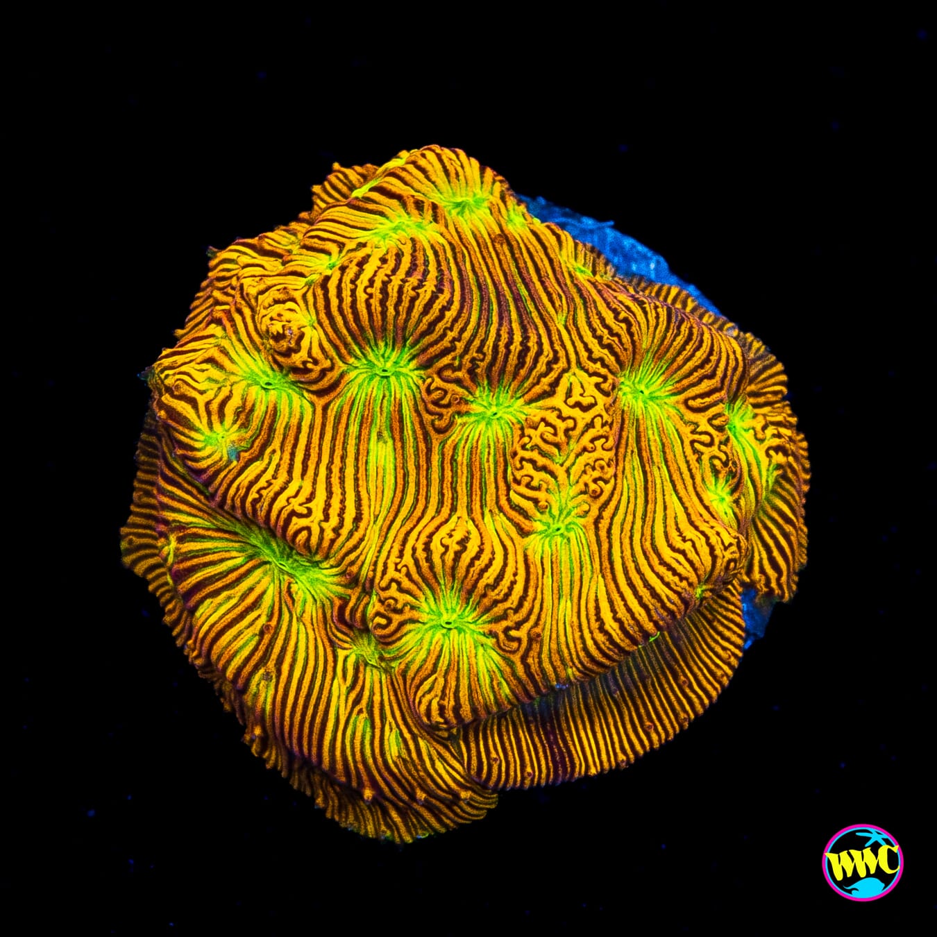 Jason Fox Jack-o-Lantern Leptoseris