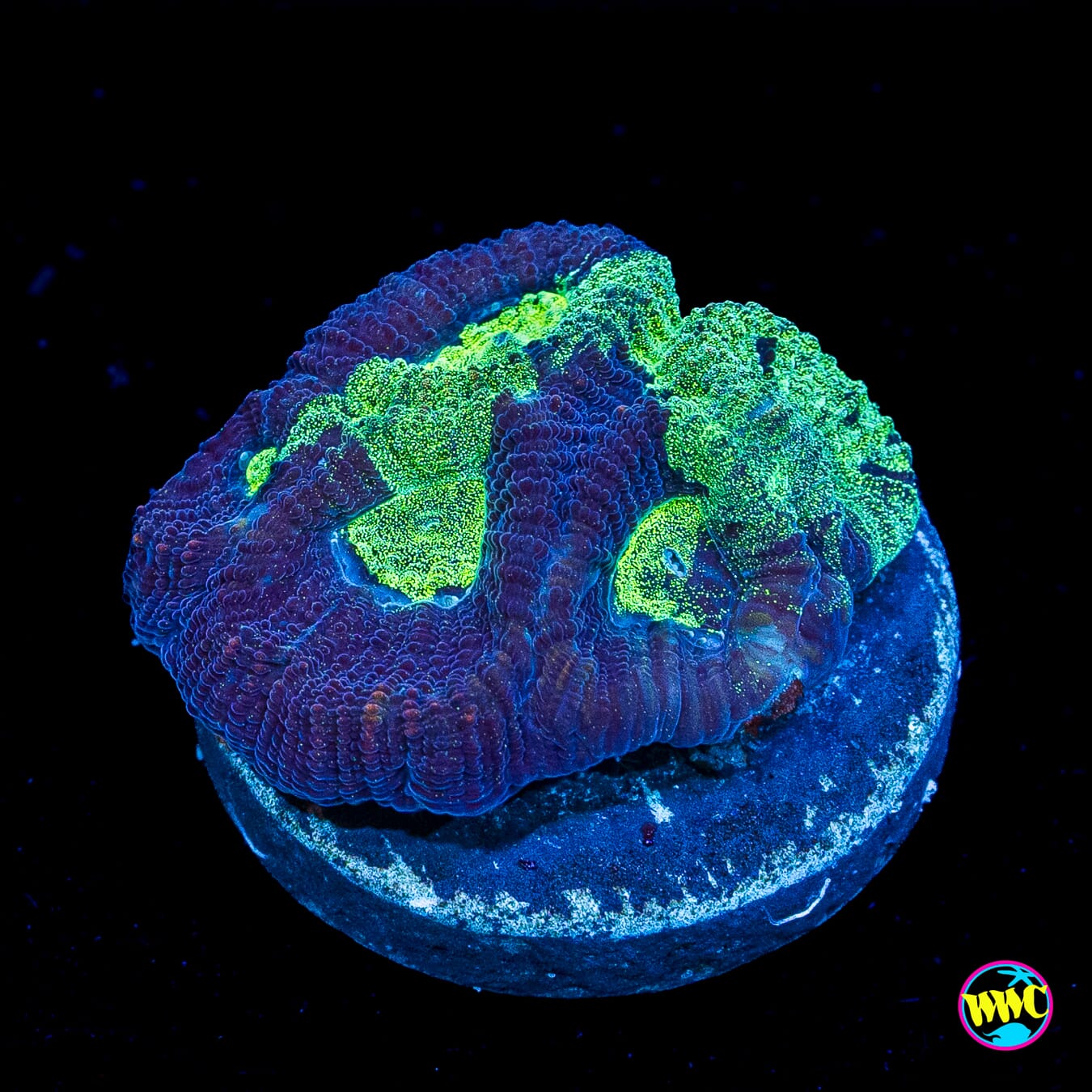Bicolor Platygyra