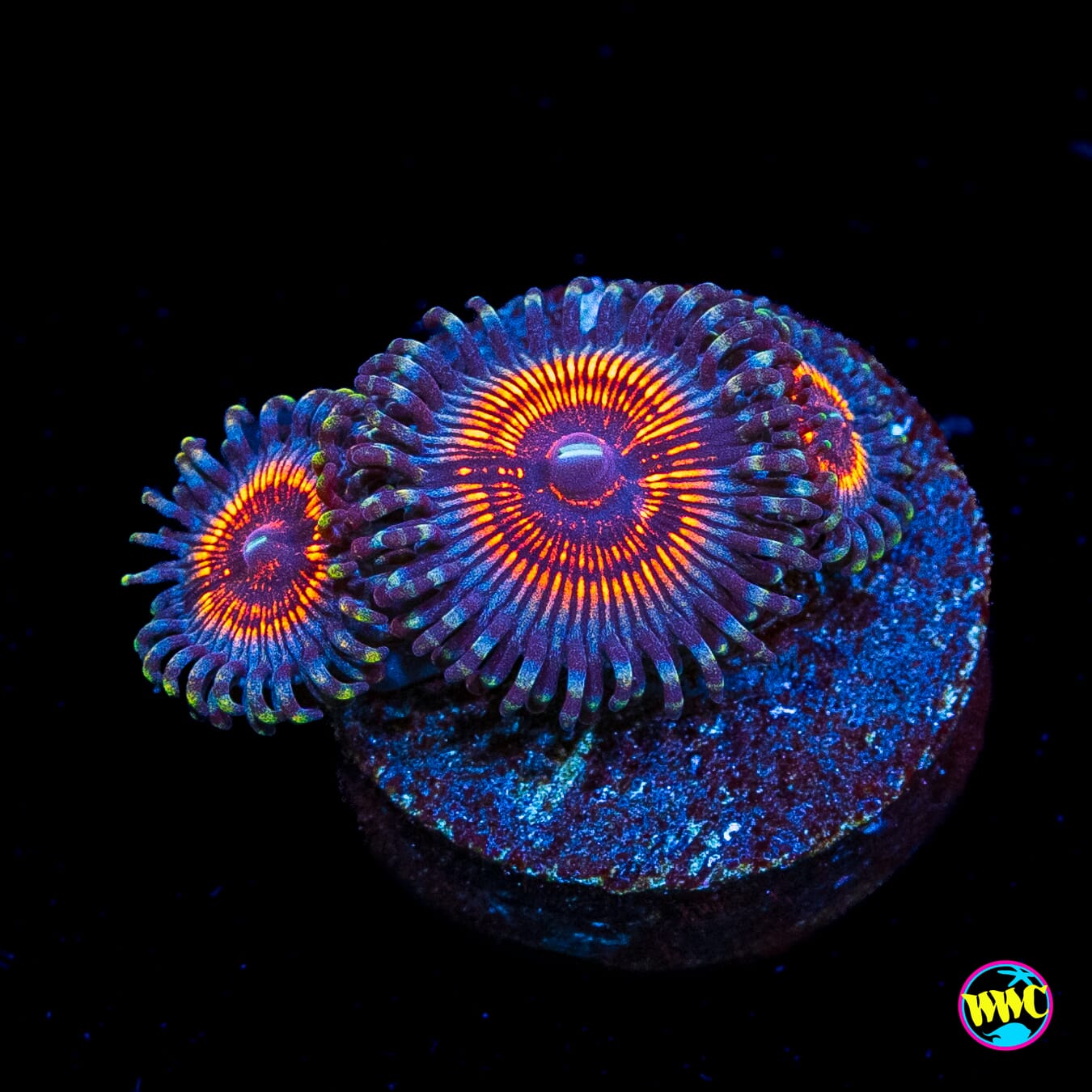 Armor of God Zoanthids