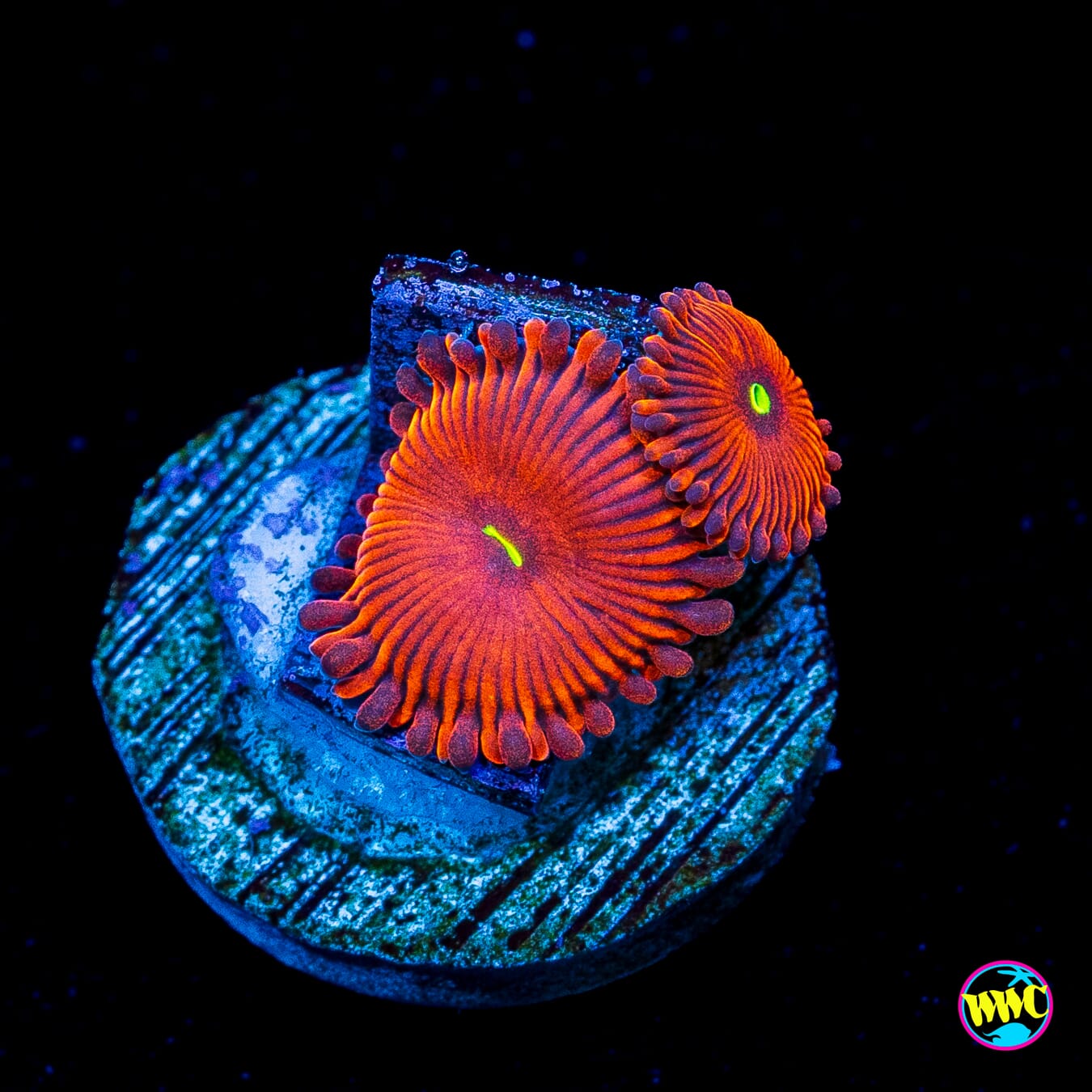 RPE Imposters Zoanthids