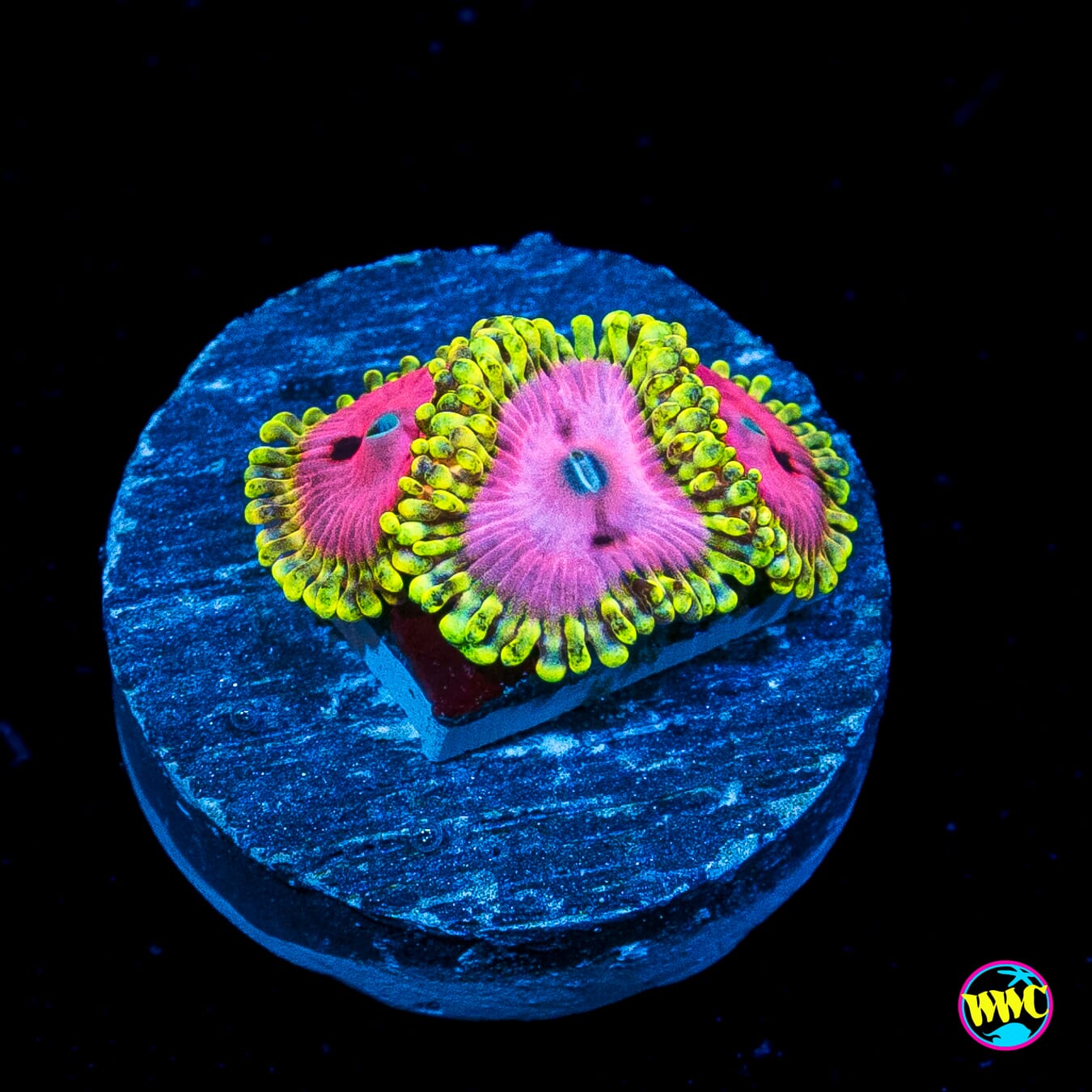 RR Pink Diamond Zoanthids