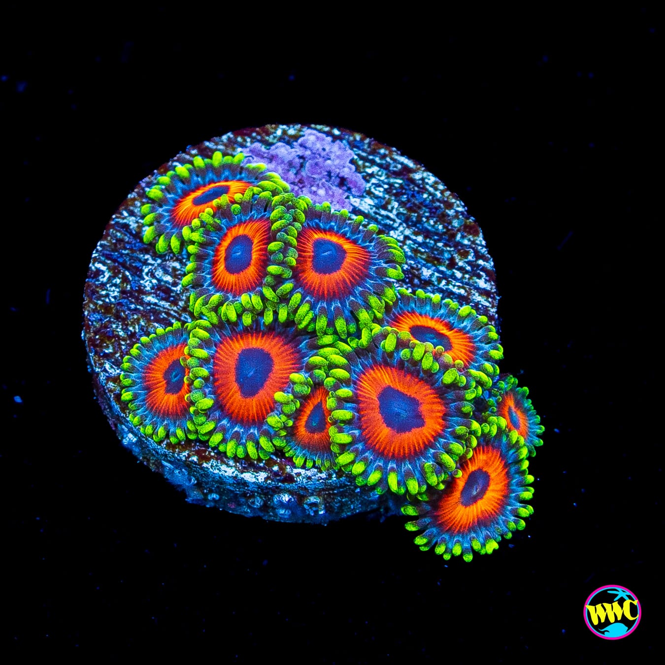 Whammin Watermelon Zoanthids