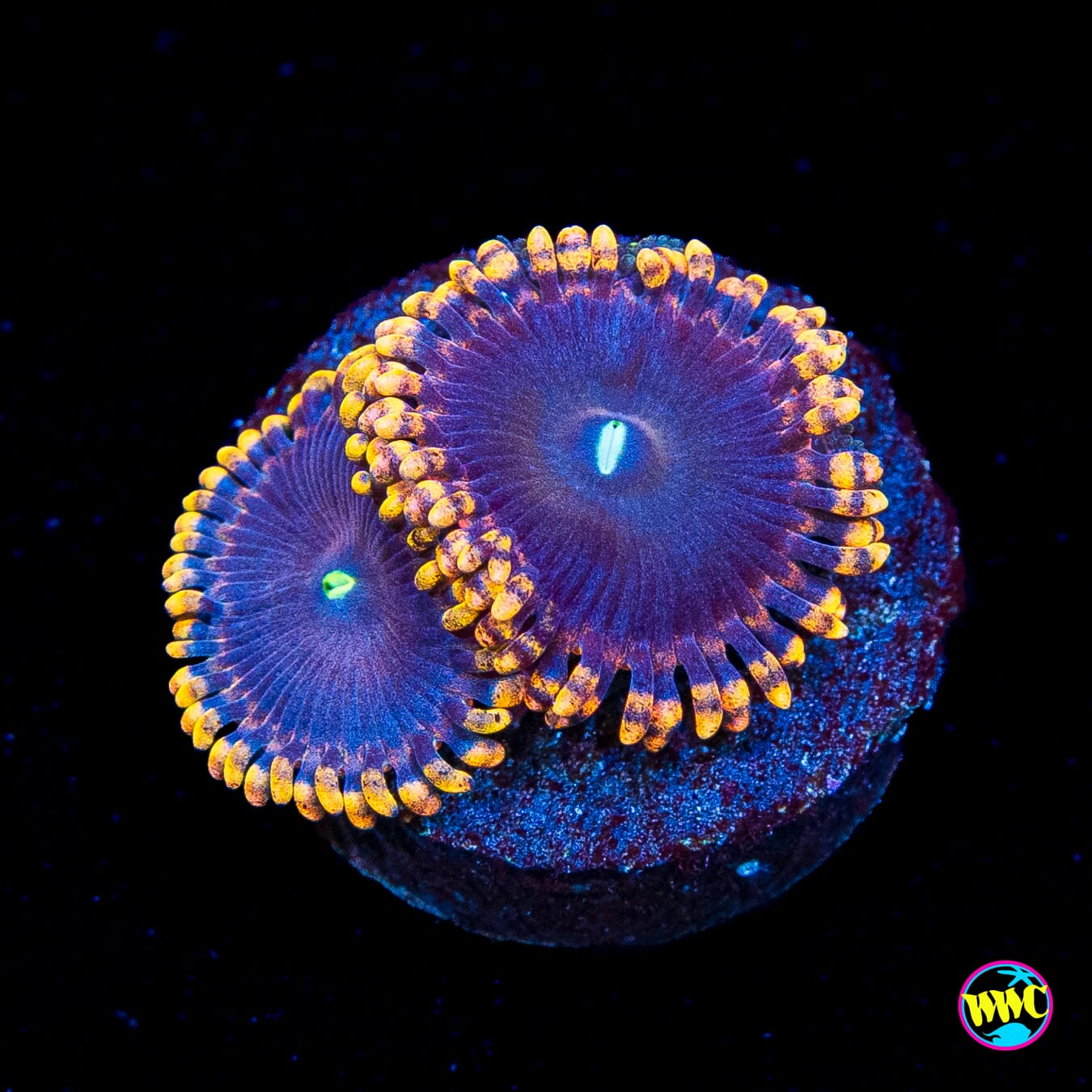 Anti Matter Zoanthids