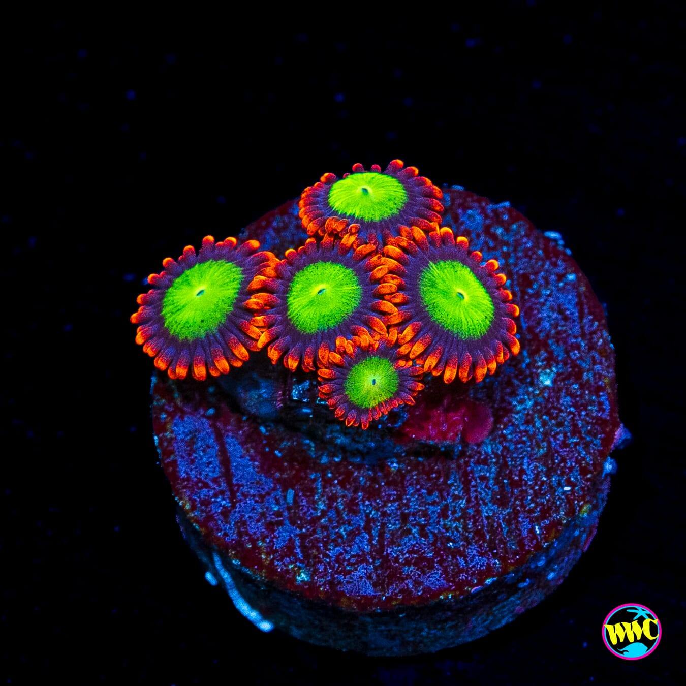 Goblins Fire Zoanthids