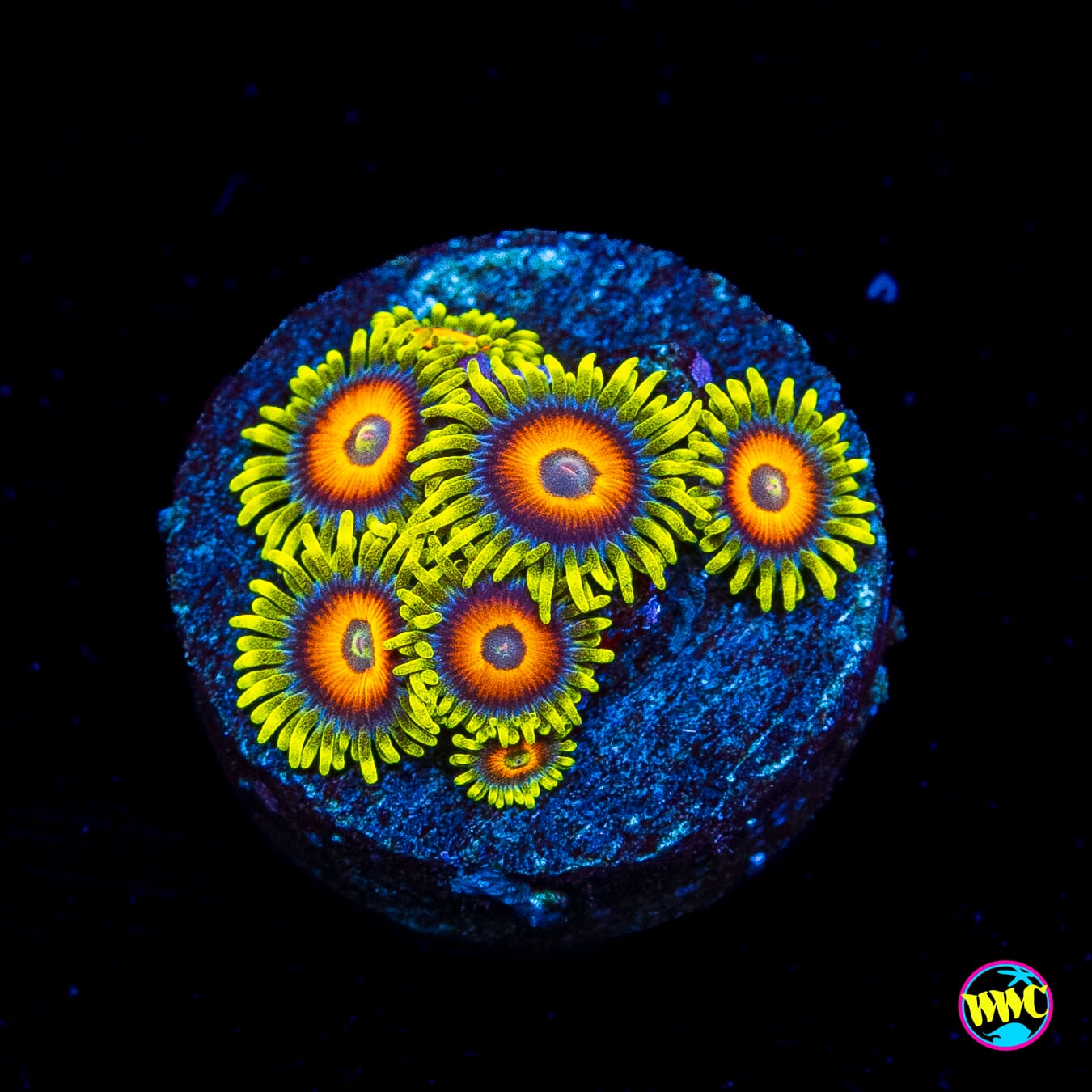 WWC Wildflower Zoanthids