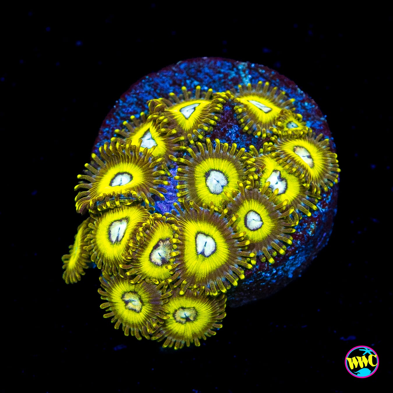 Pikachuz Zoanthids