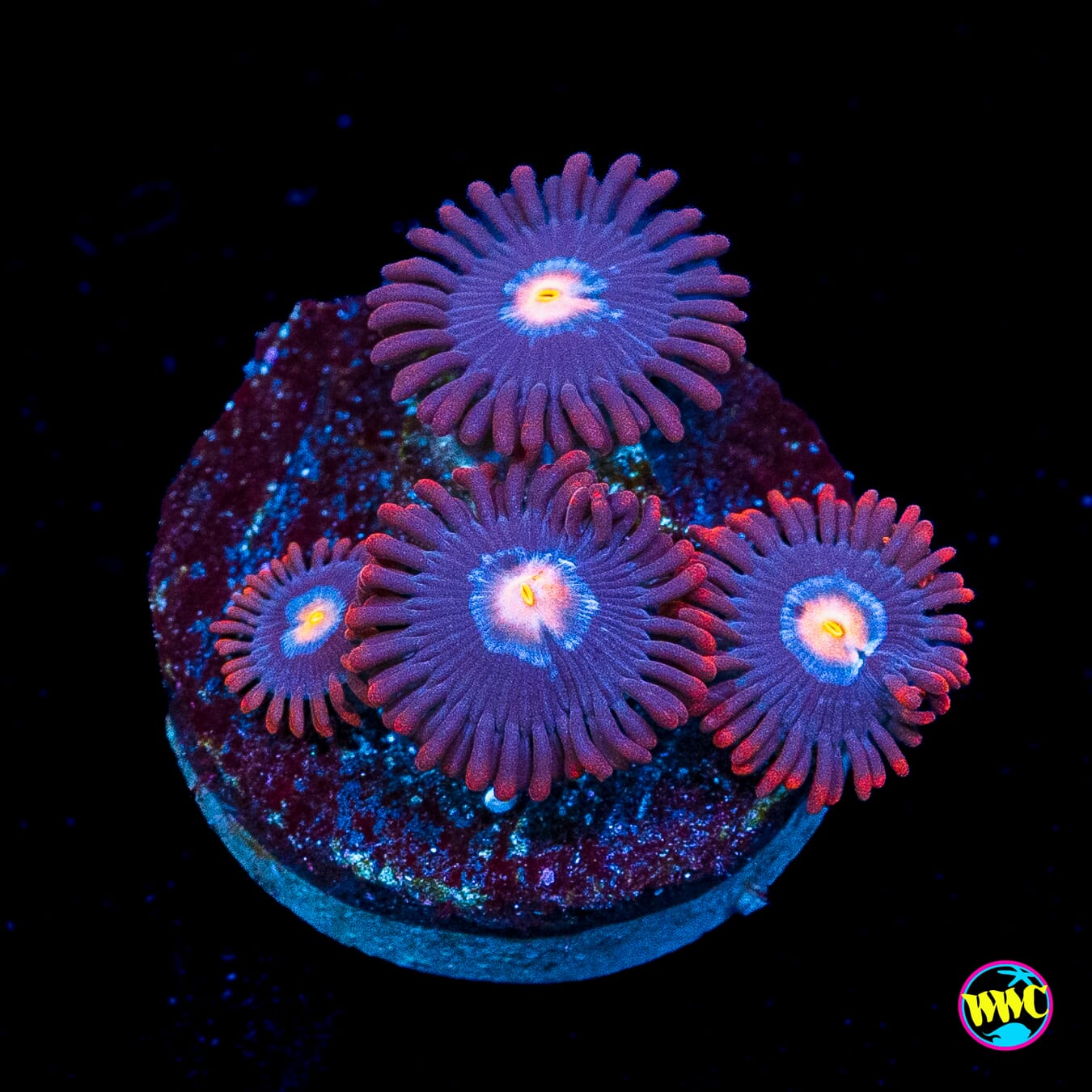 WWC Blue Steel Zoanthids