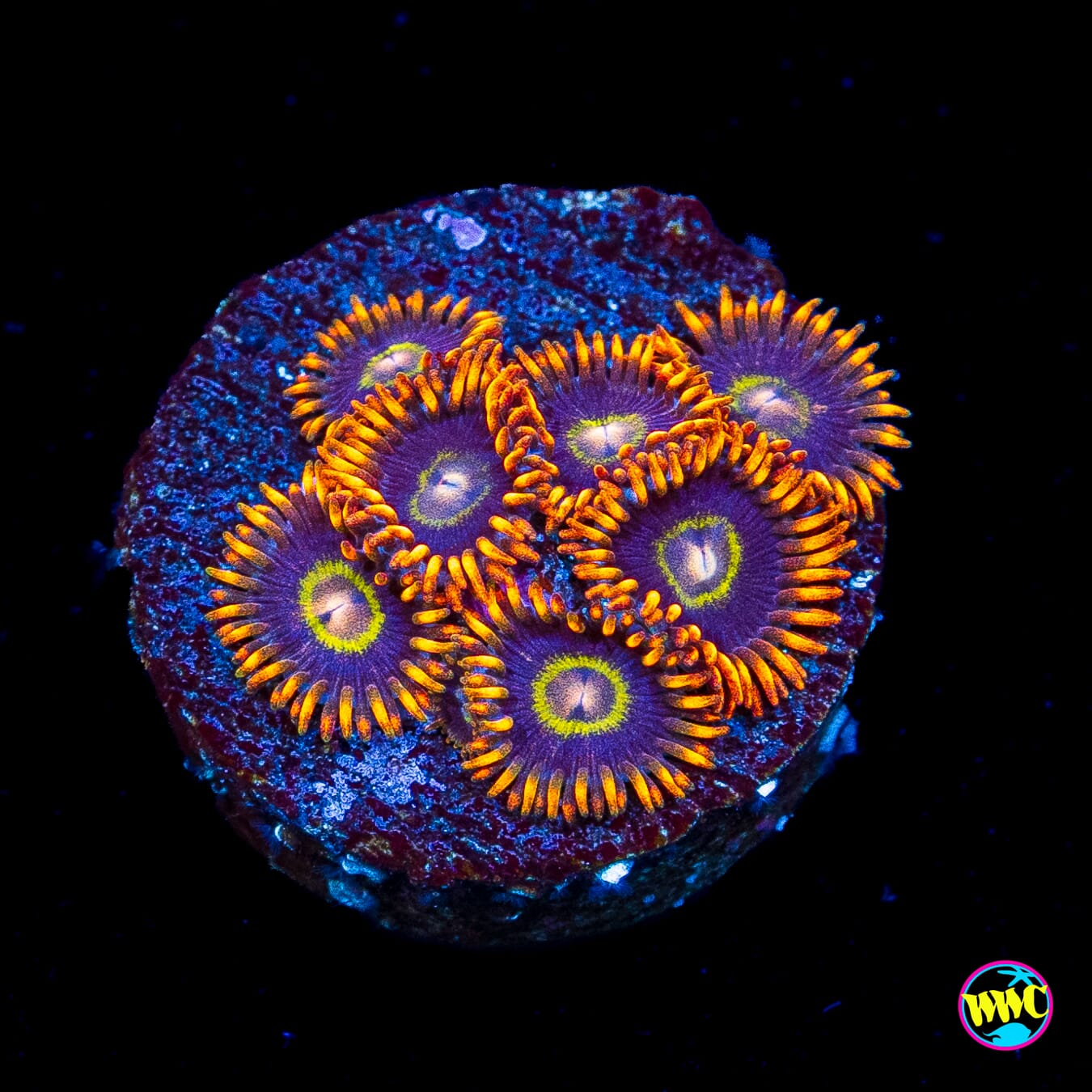 Rainbow Hornet Zoanthids