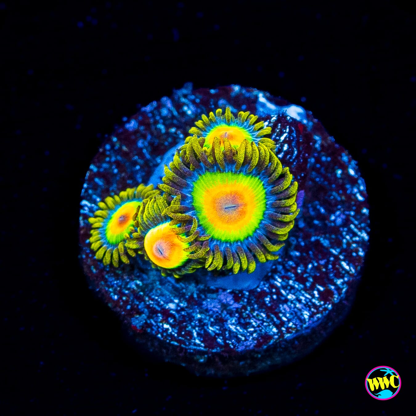 Rasta Zoanthids
