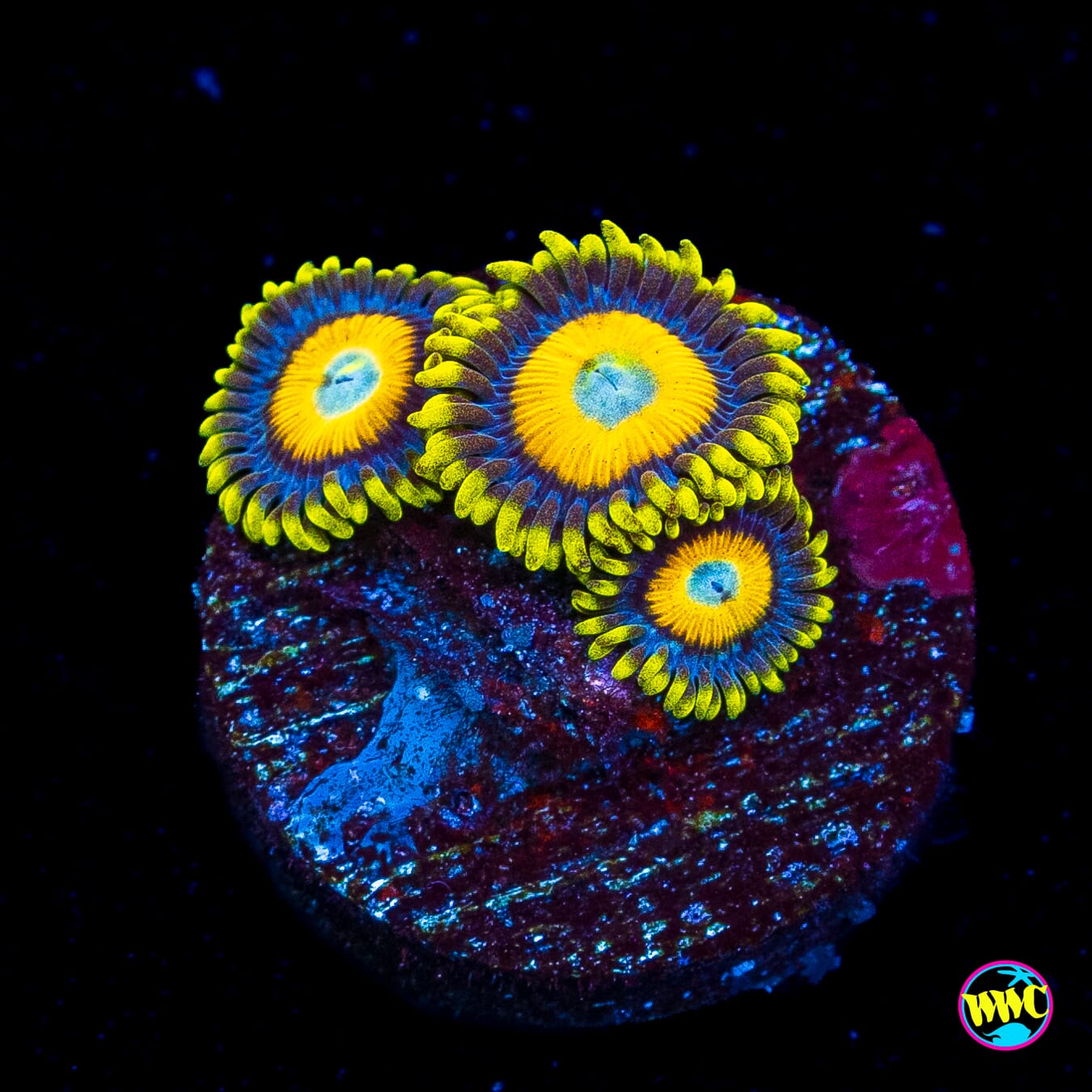Scrambled Eggs Zoanthids