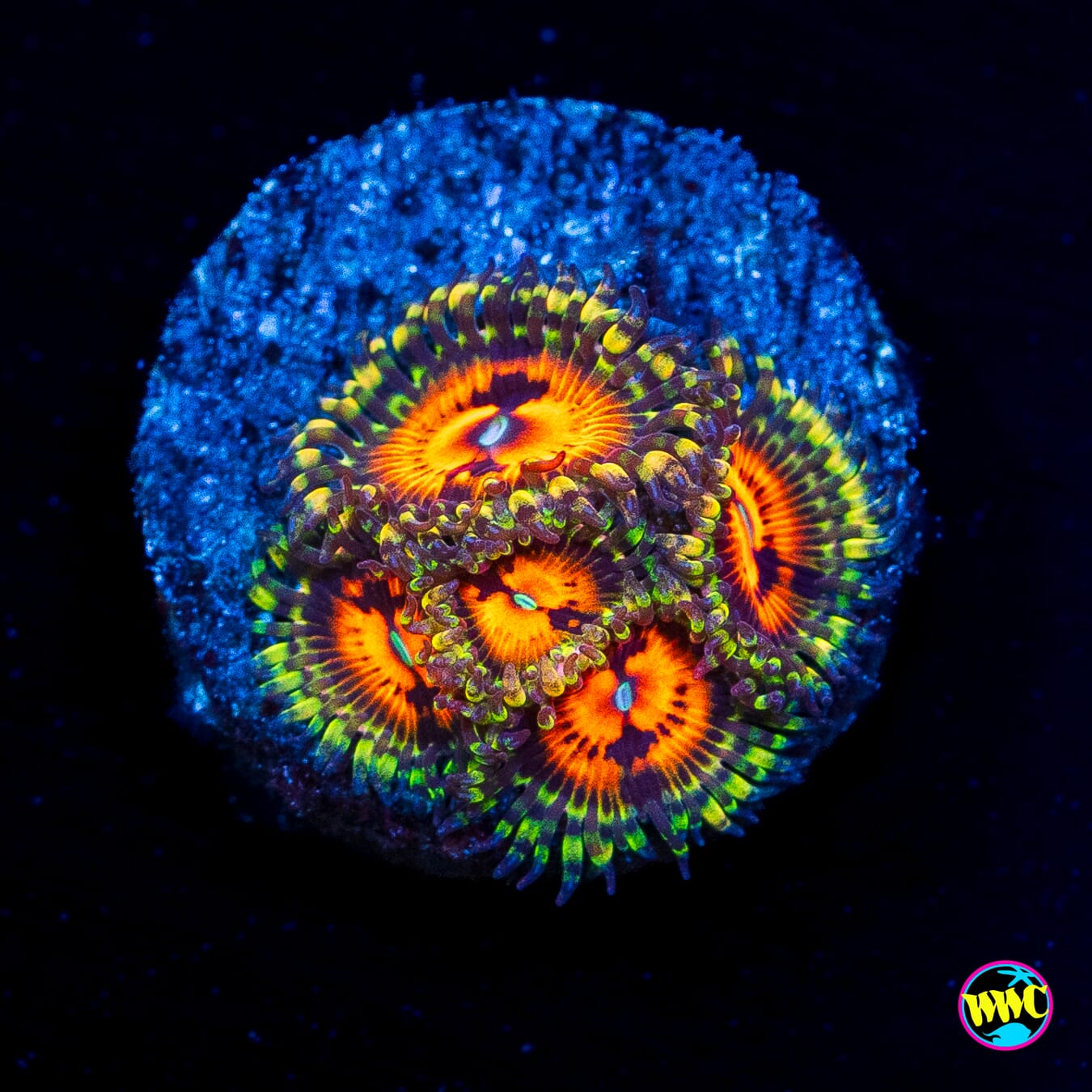 GB Bow Tie Blaster Zoanthids