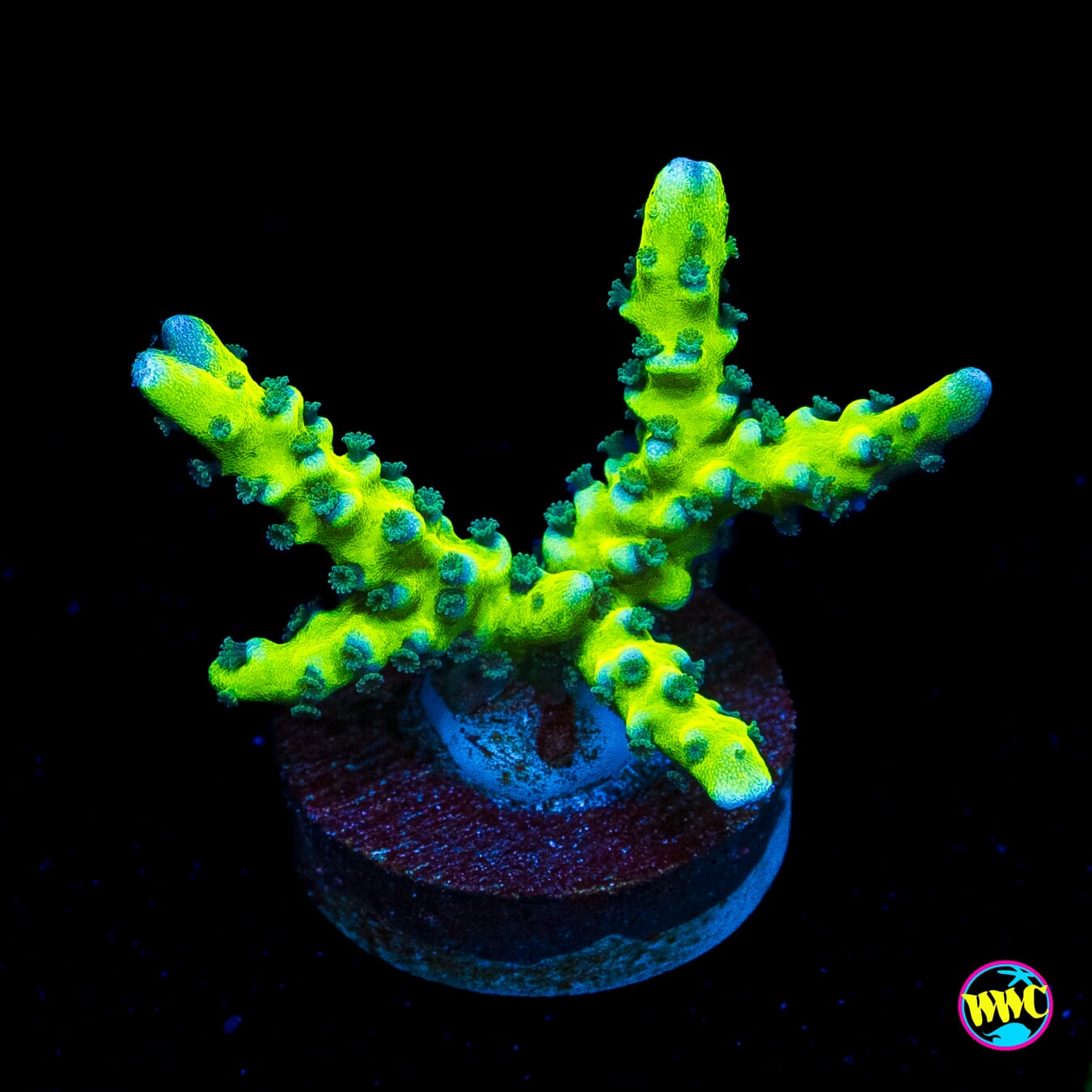 WWC Banana Hammock Anacropora