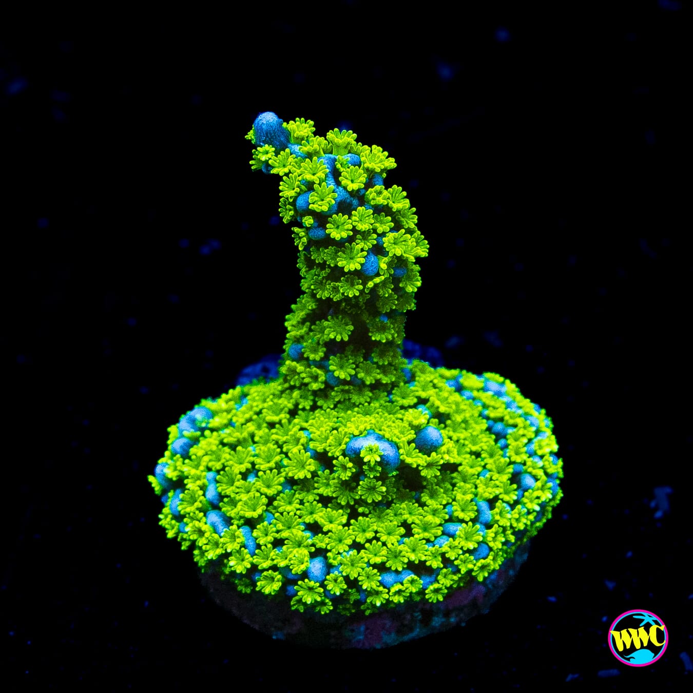 Jason Fox Purple Tide Montipora