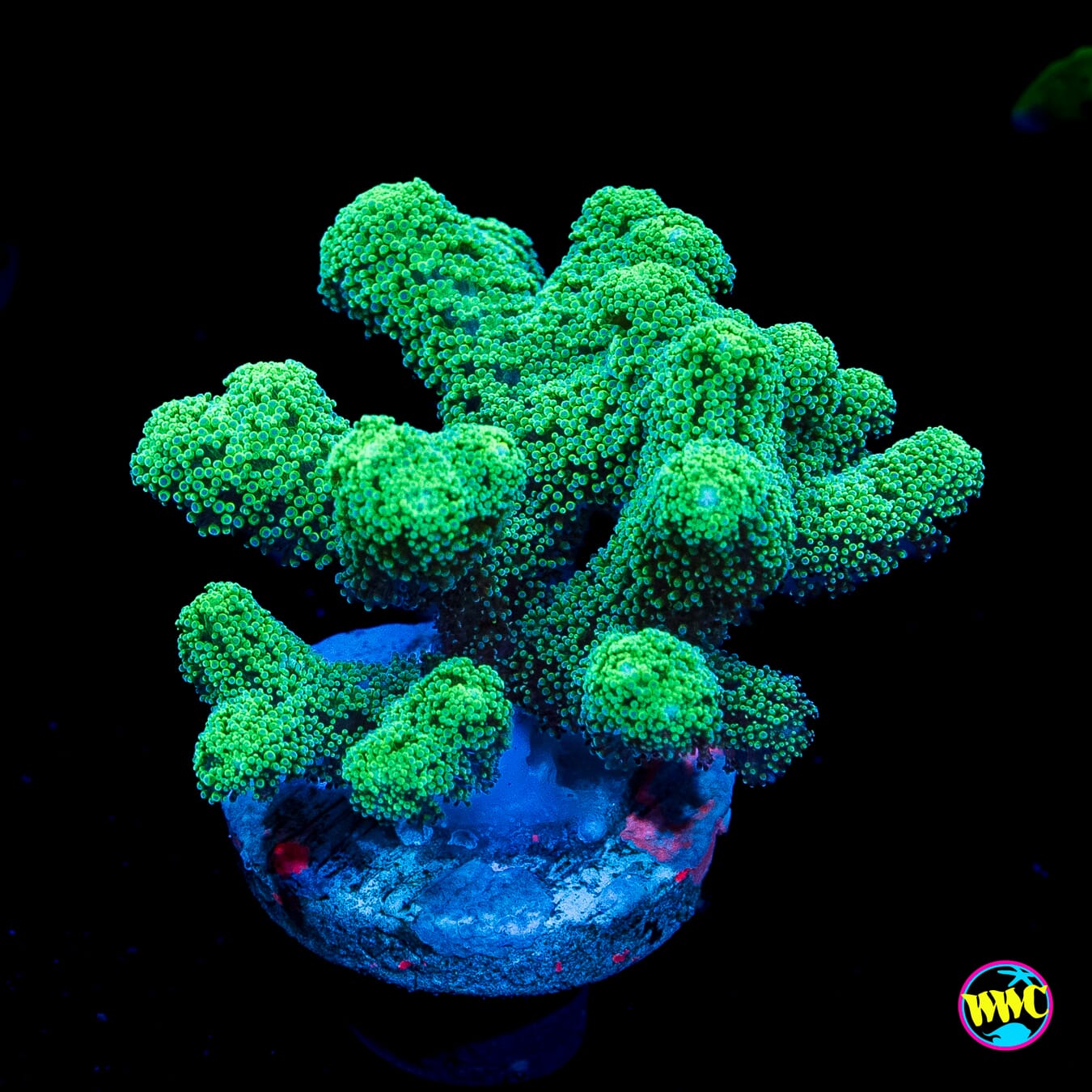WWC Fantasy Island Birdsnest
