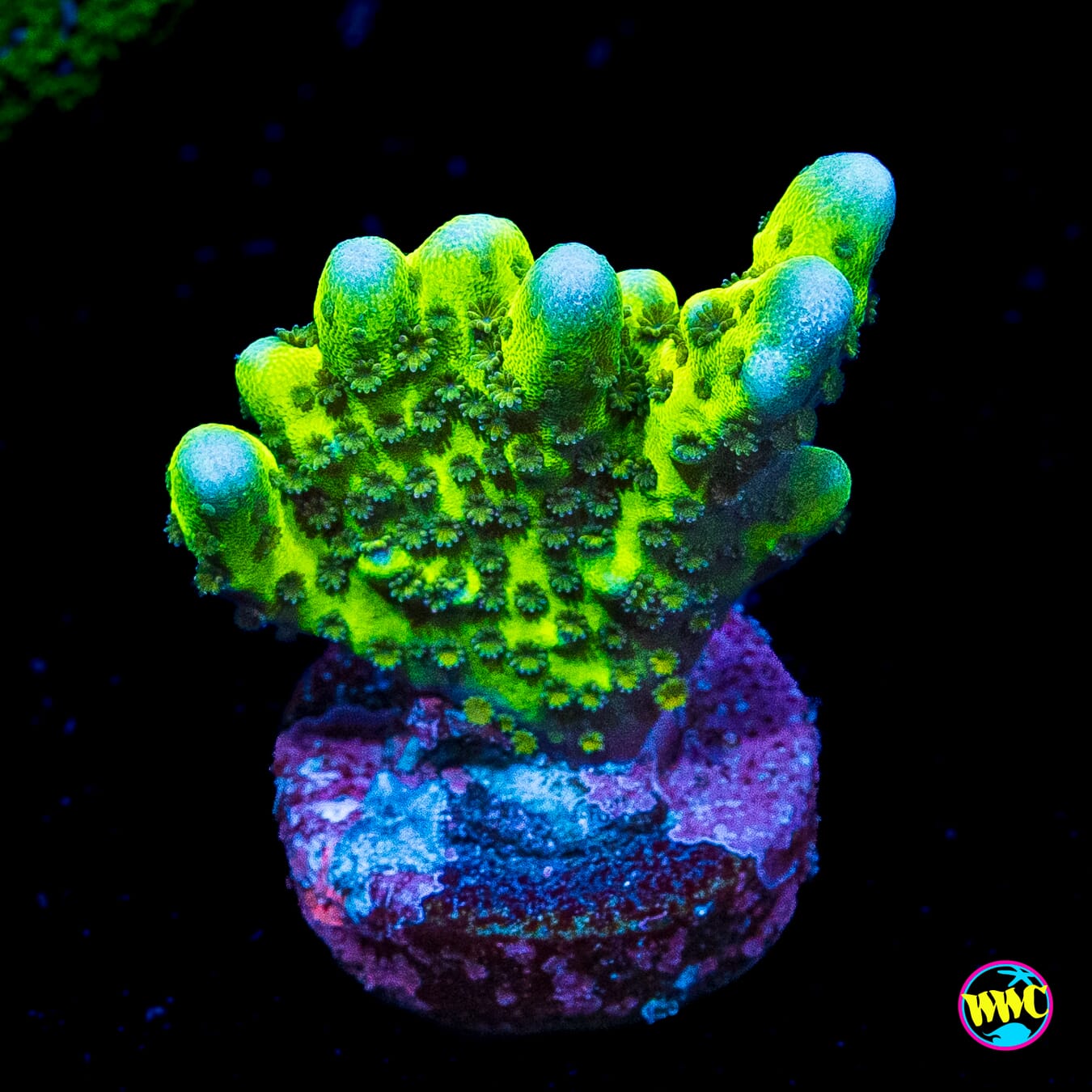 WWC Slimeball Spongodes Montipora
