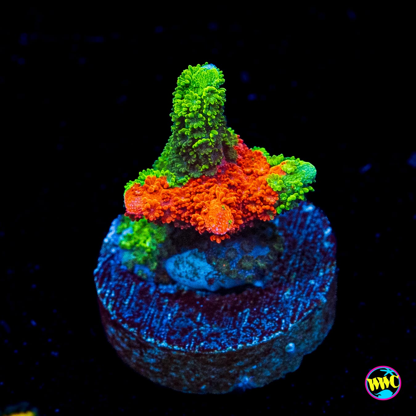 WWC Contraband Grafted Digitata Montipora