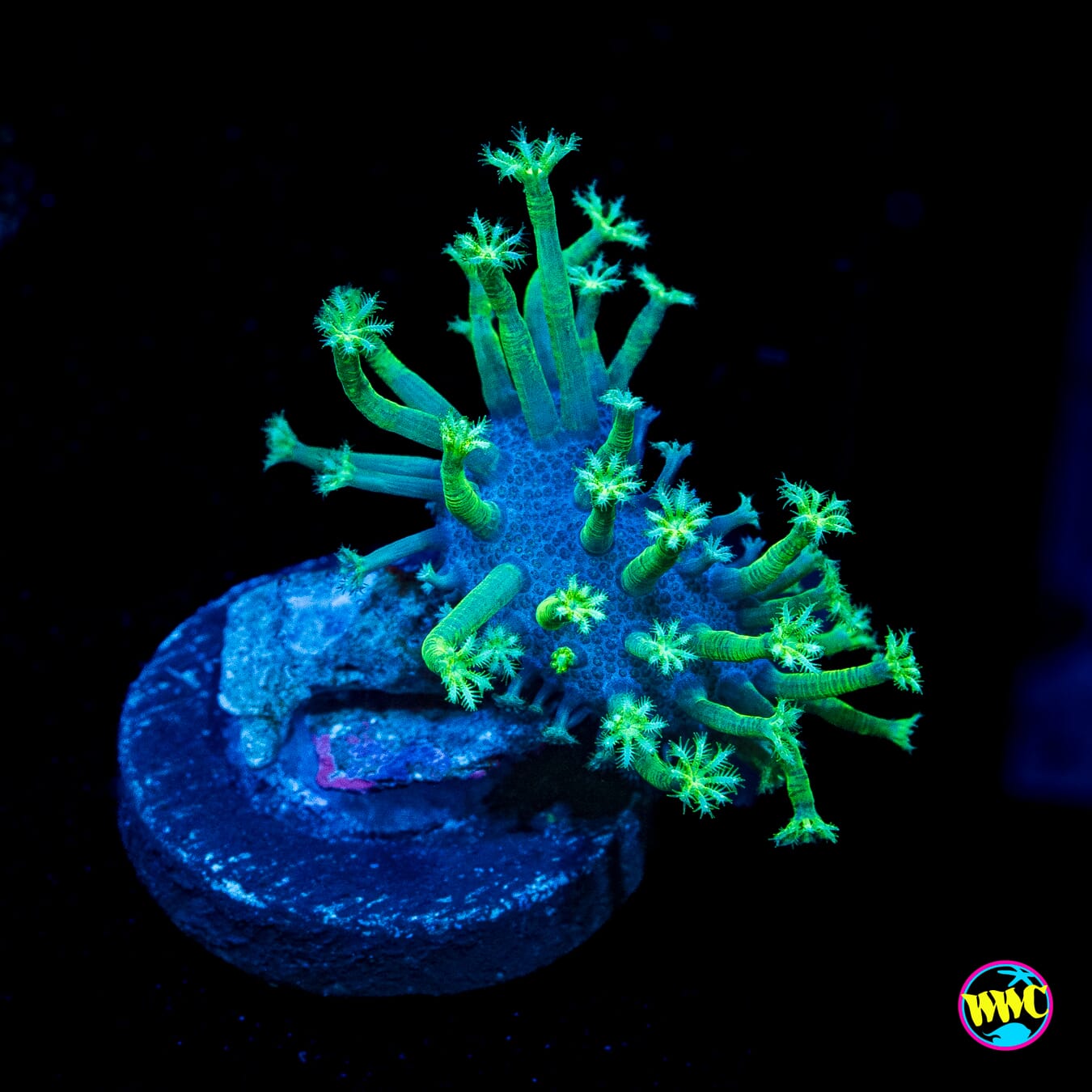 Weeping Willow Toadstool Leather