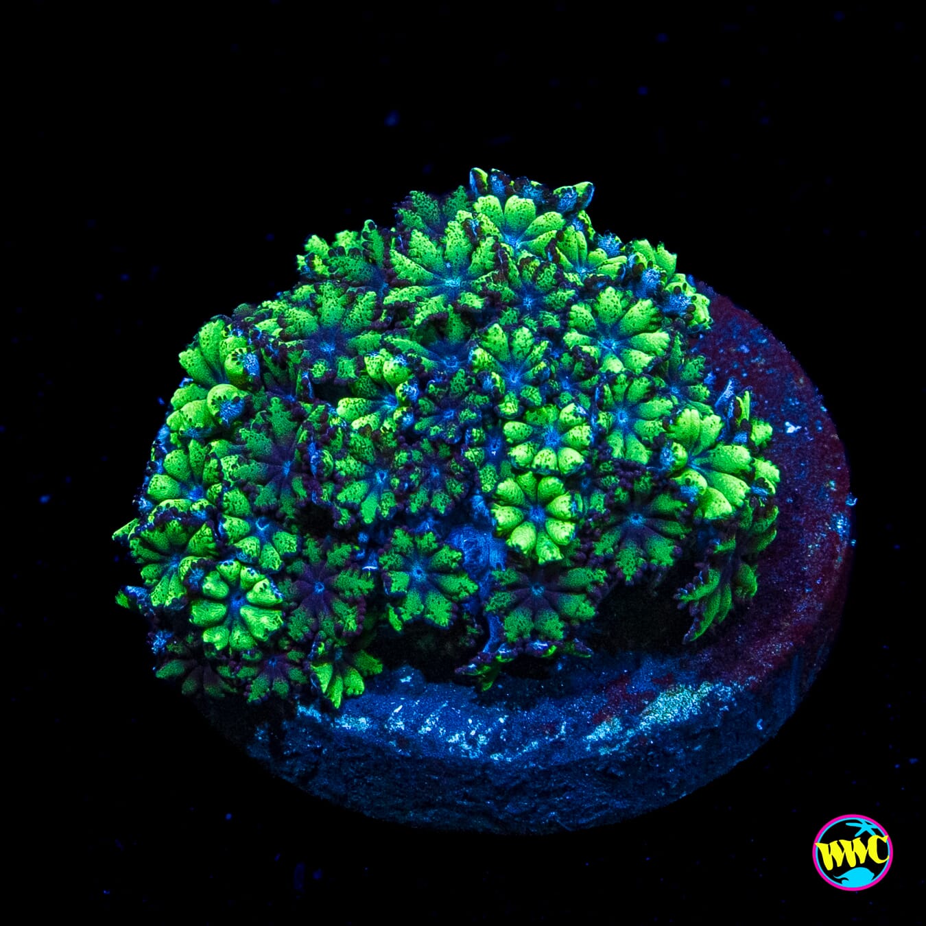 WWC Blue Sympodium