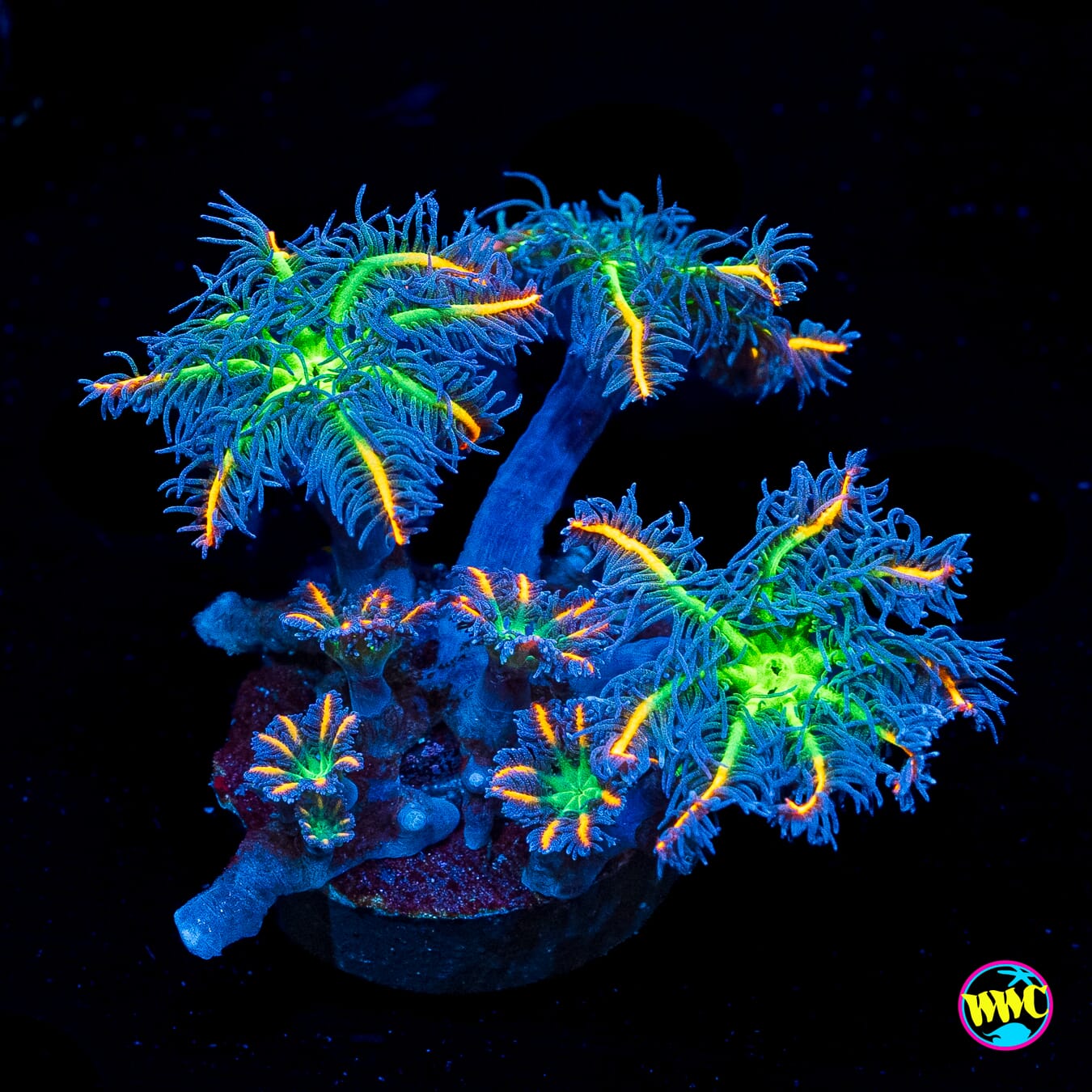 WWC High Voltage Clove Polyps