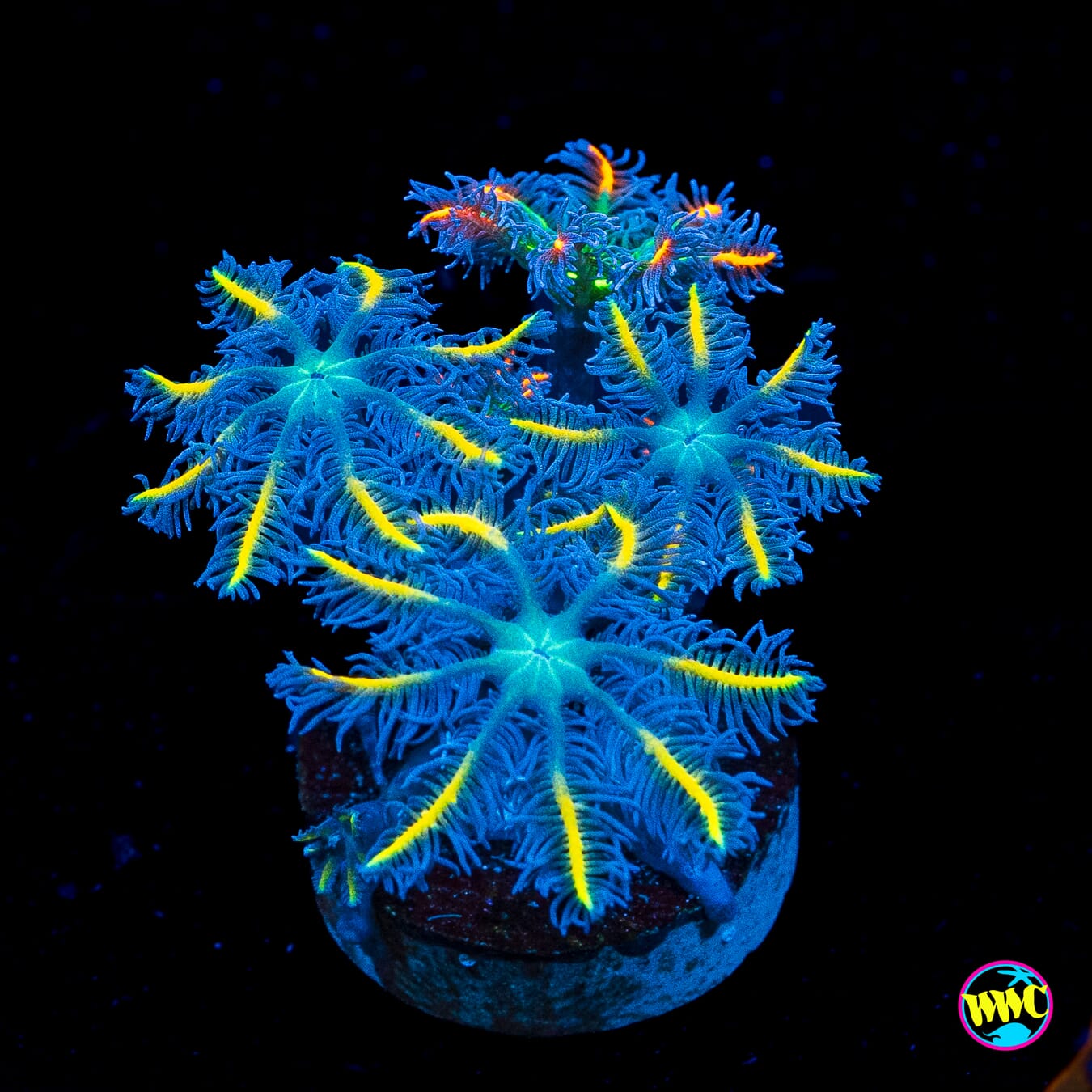 Combo Lemon Tipped and High Voltage Clove Polyps