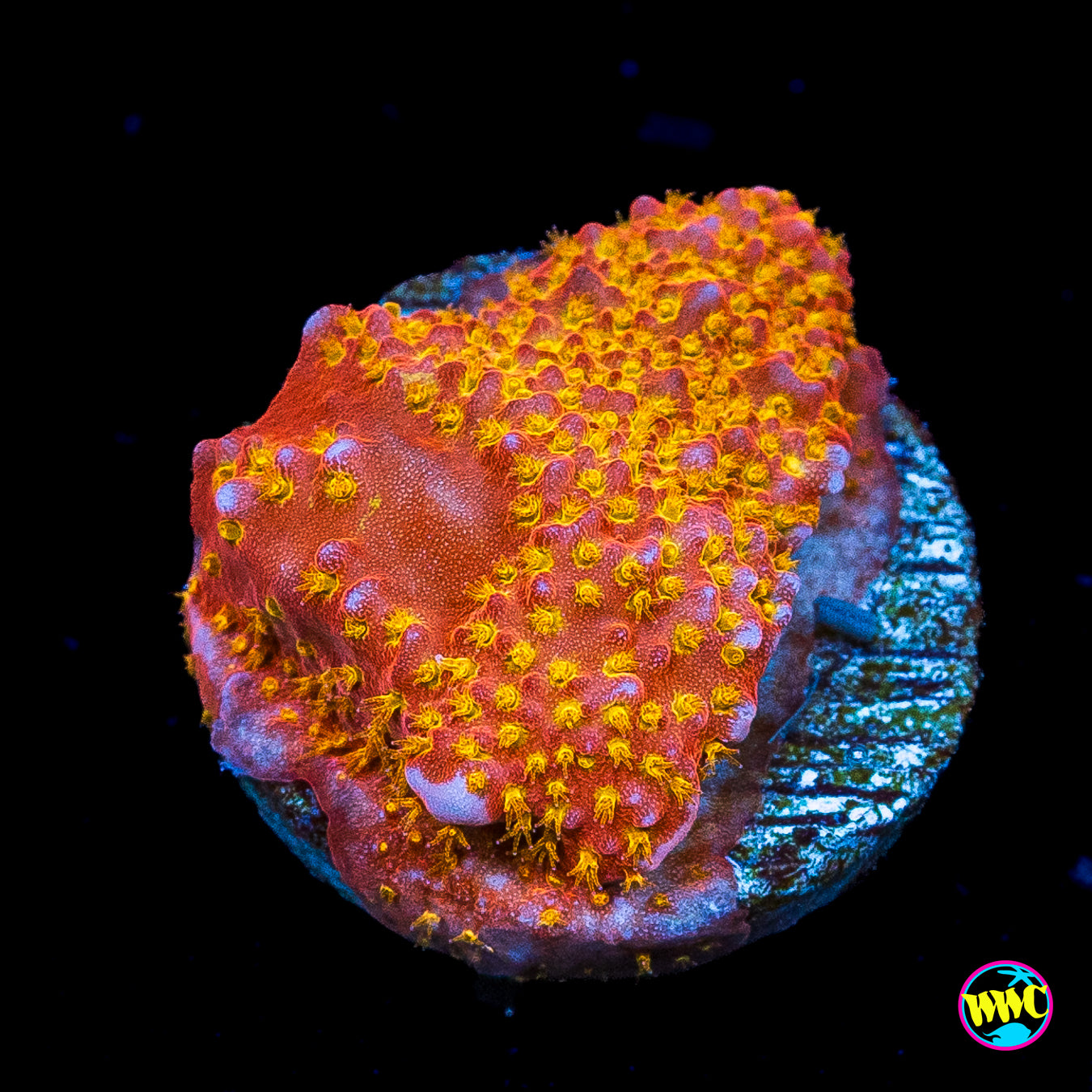 WWC Crimson Stylocoeniella