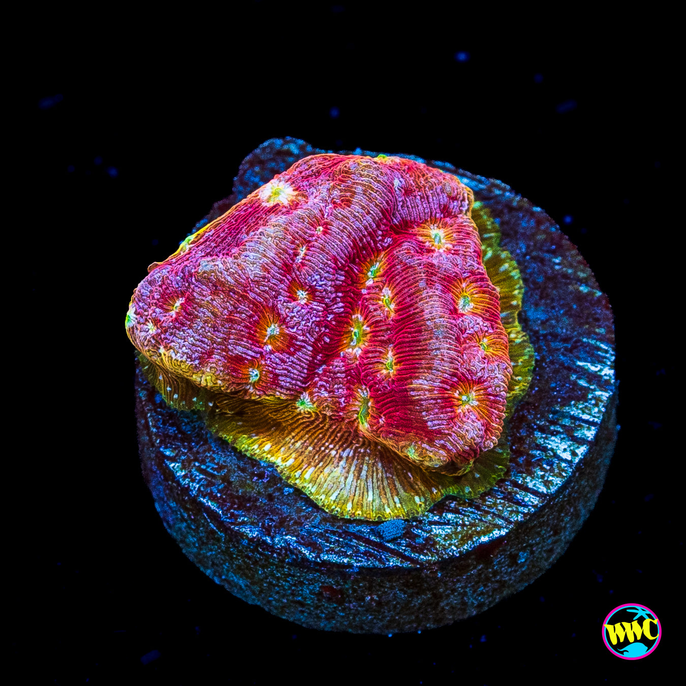 Jason Fox Klepto Leptoseris