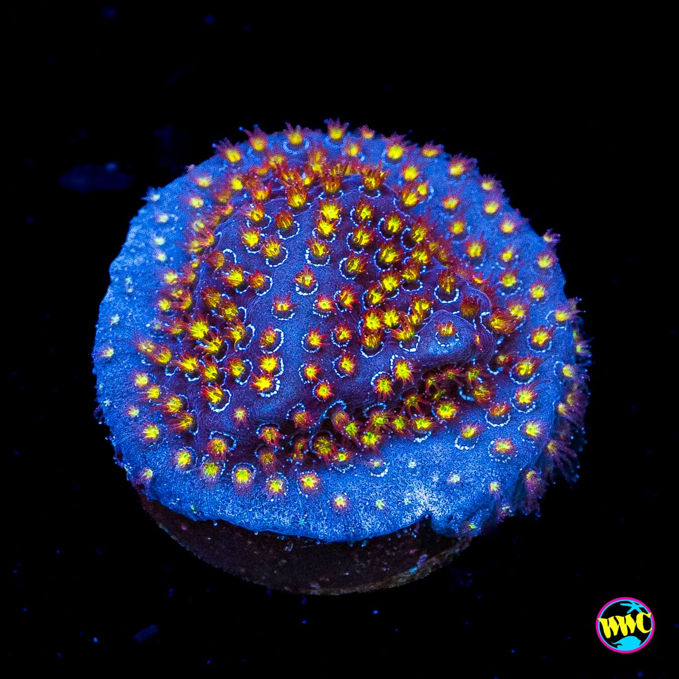 WWC Firestone Stylocoeniella