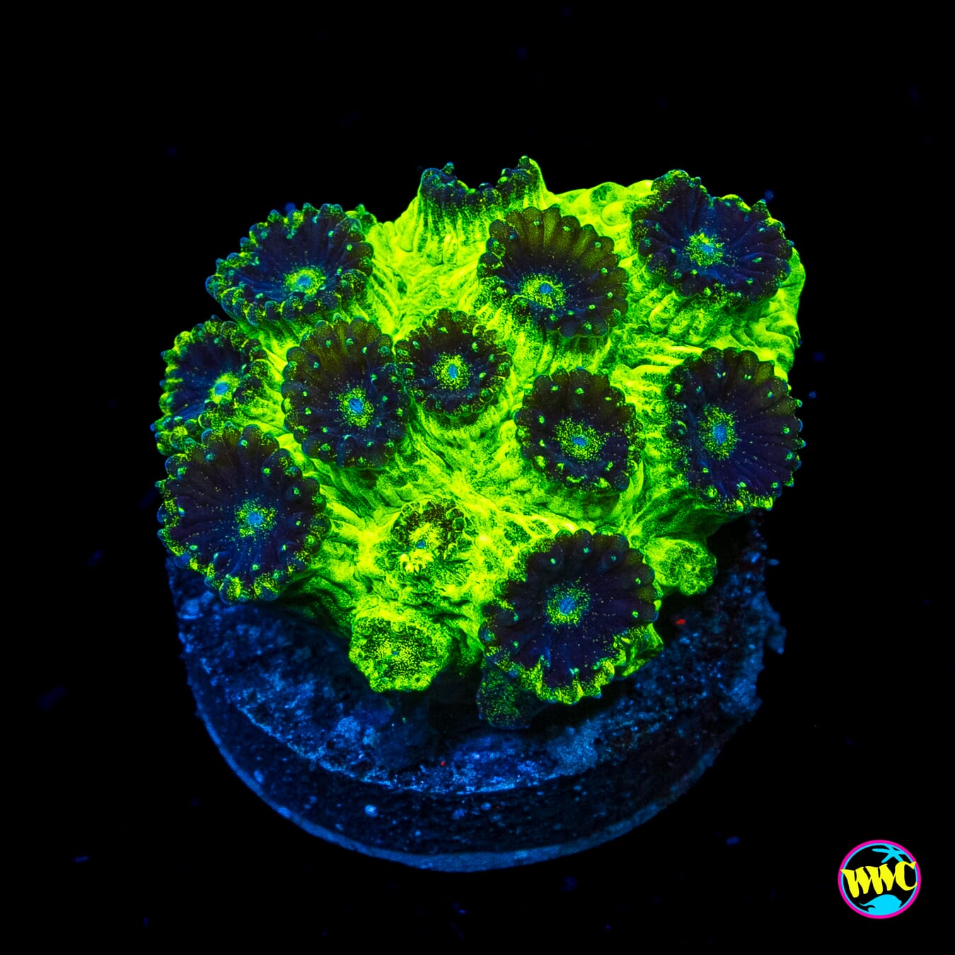 WWC Mint Chip Plesiastrea