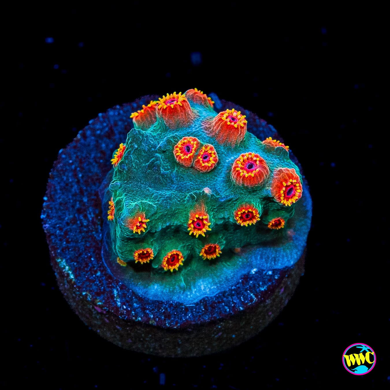 WWC Bonjangles Cyphastrea