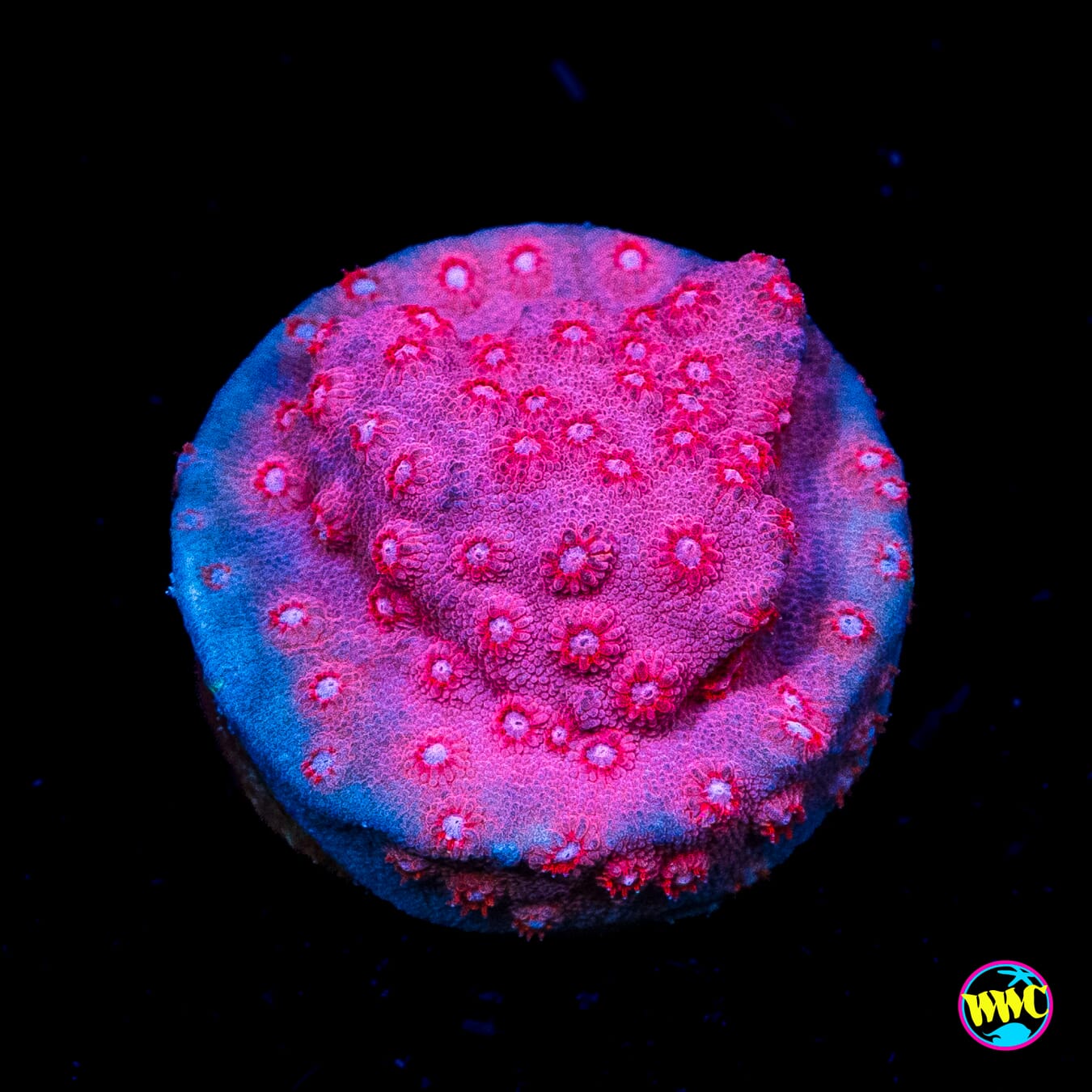 WWC Pinky Cyphastrea
