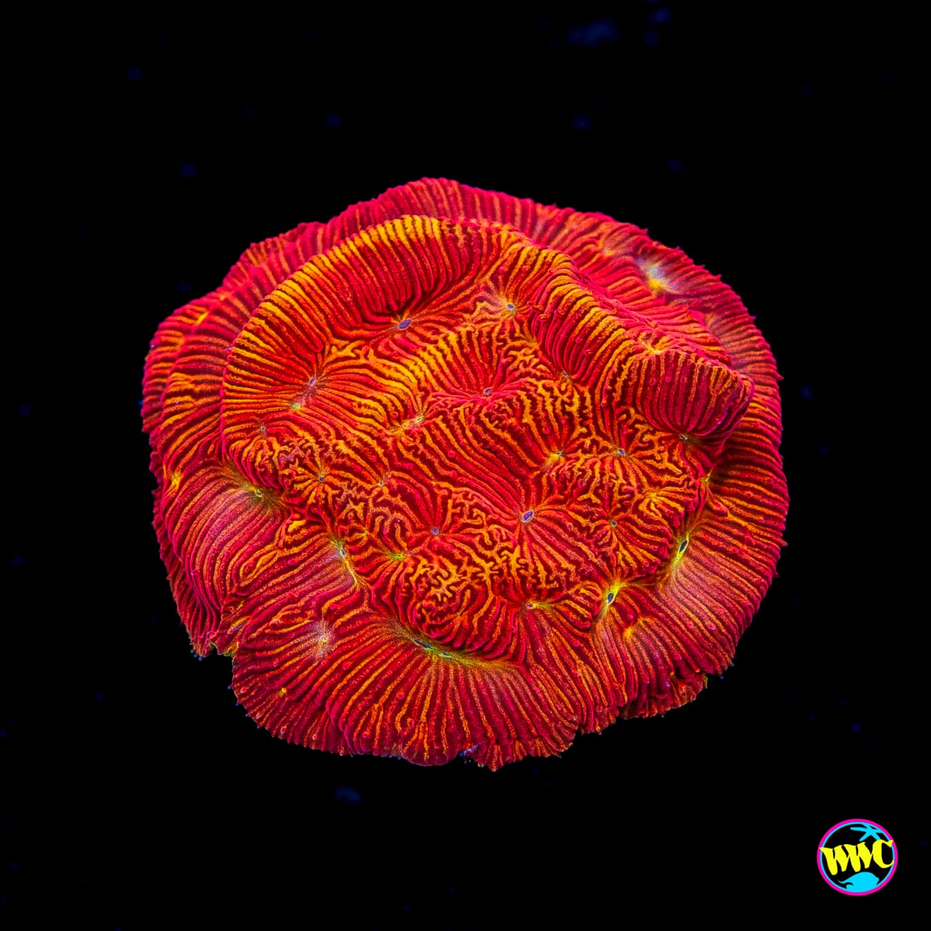 WWC Firebird Leptoseris