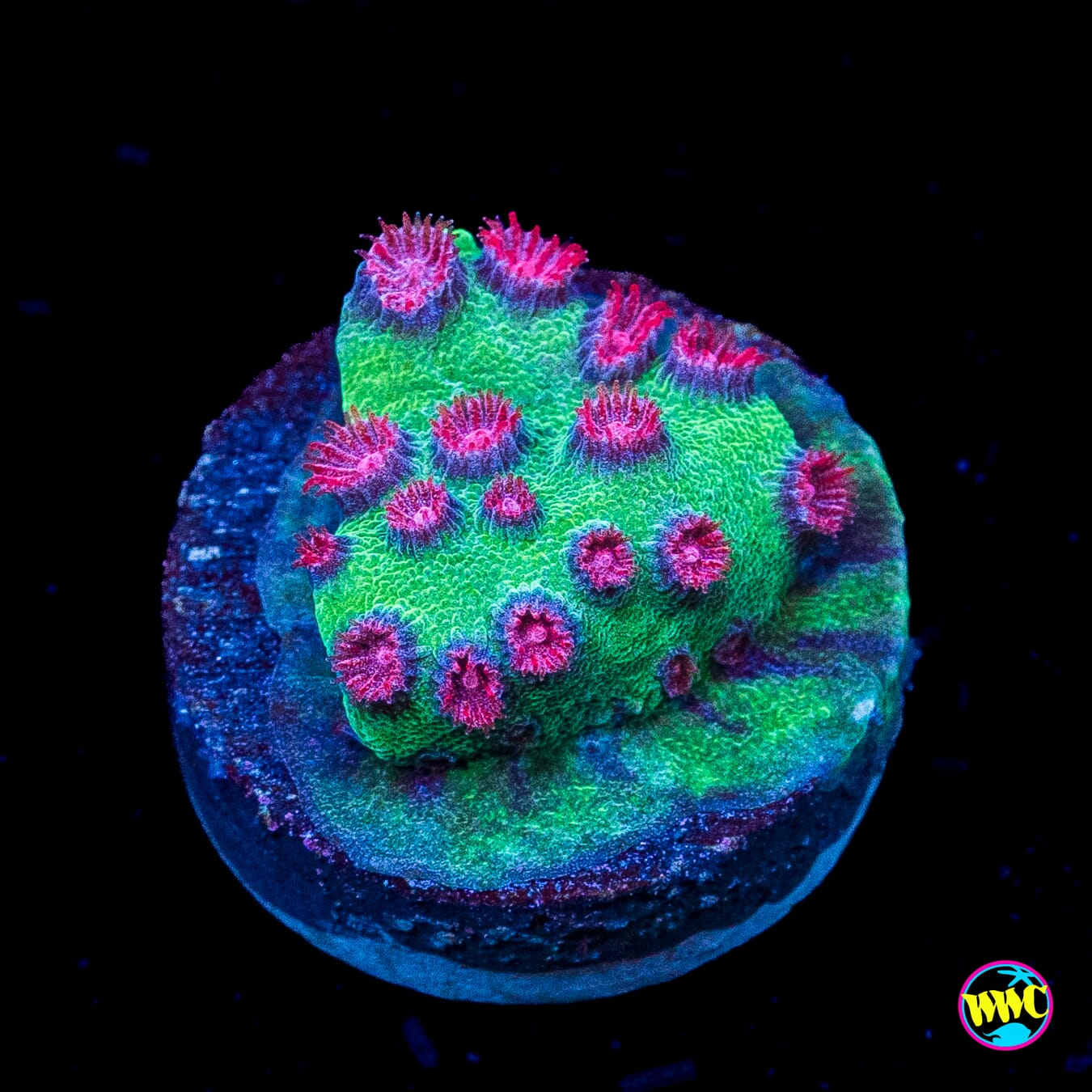 Jason Fox Alien Pox Cyphastrea
