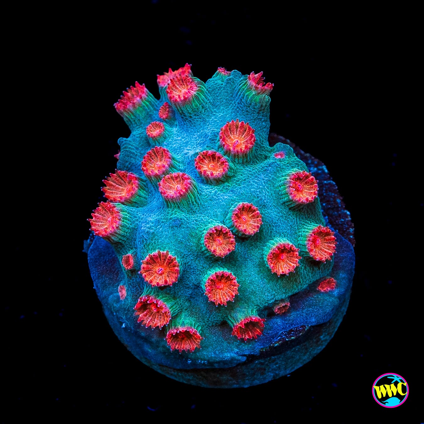 WWC Meteor Shower Cyphastrea