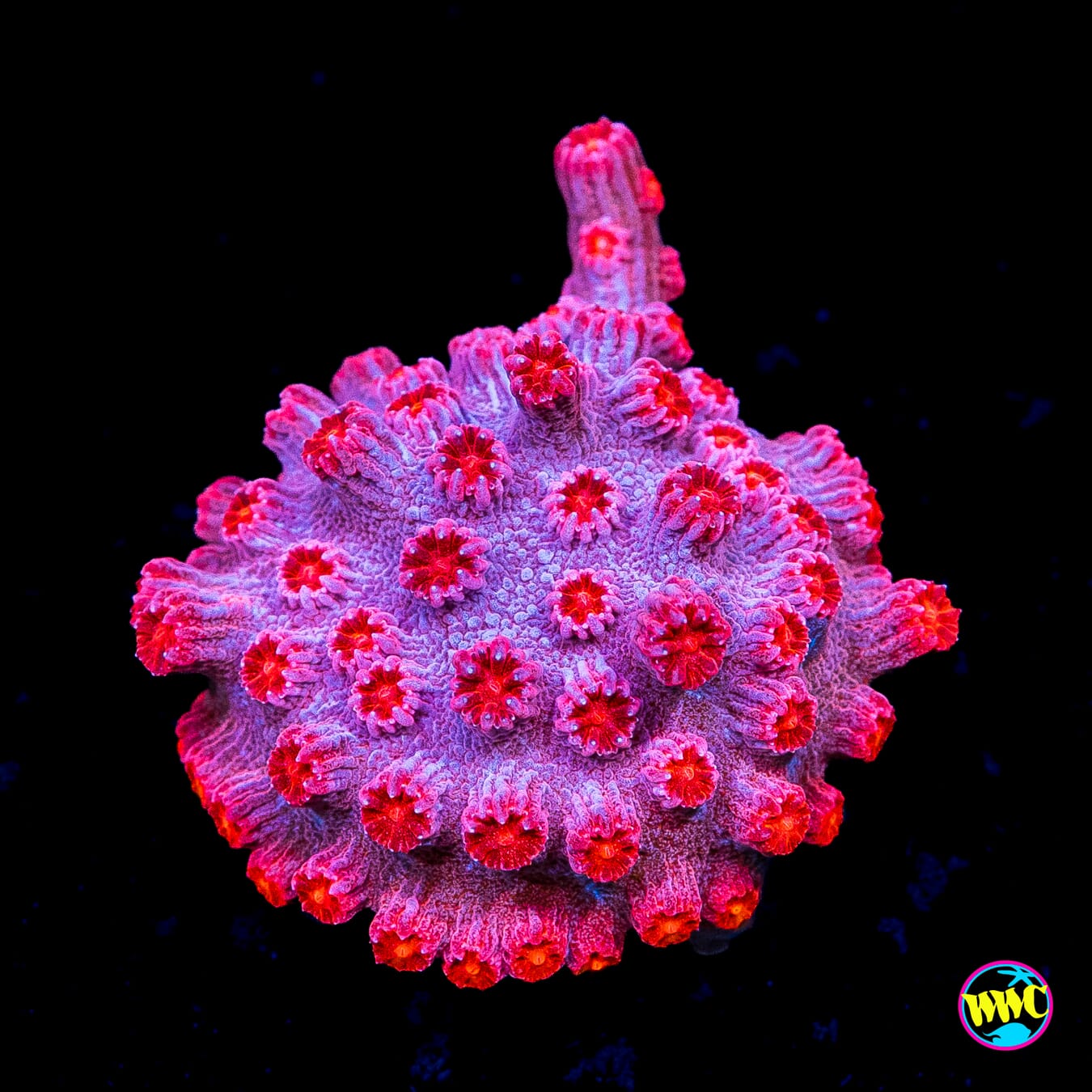 WWC Strawberry Branching Cyphastrea