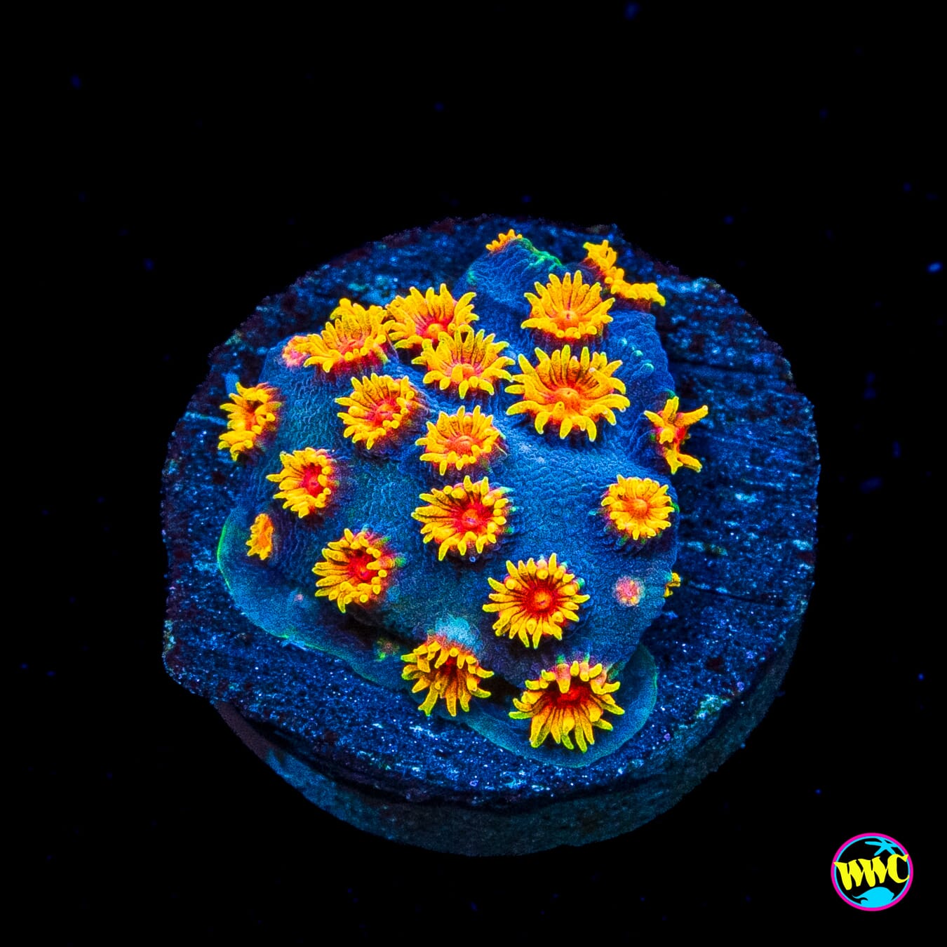 WWC Bizarro Cyphastrea