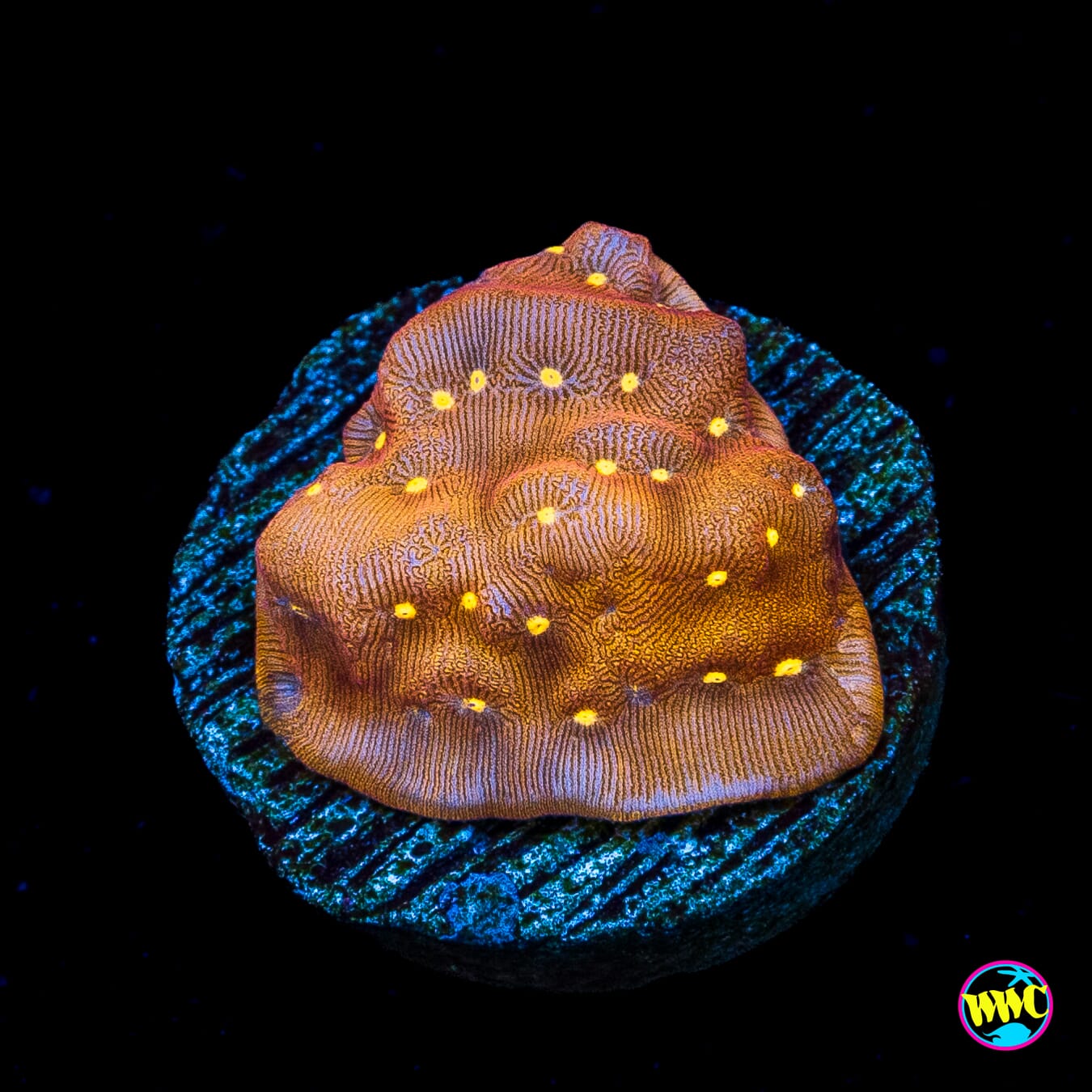 Jason Fox Sun God Leptoseris