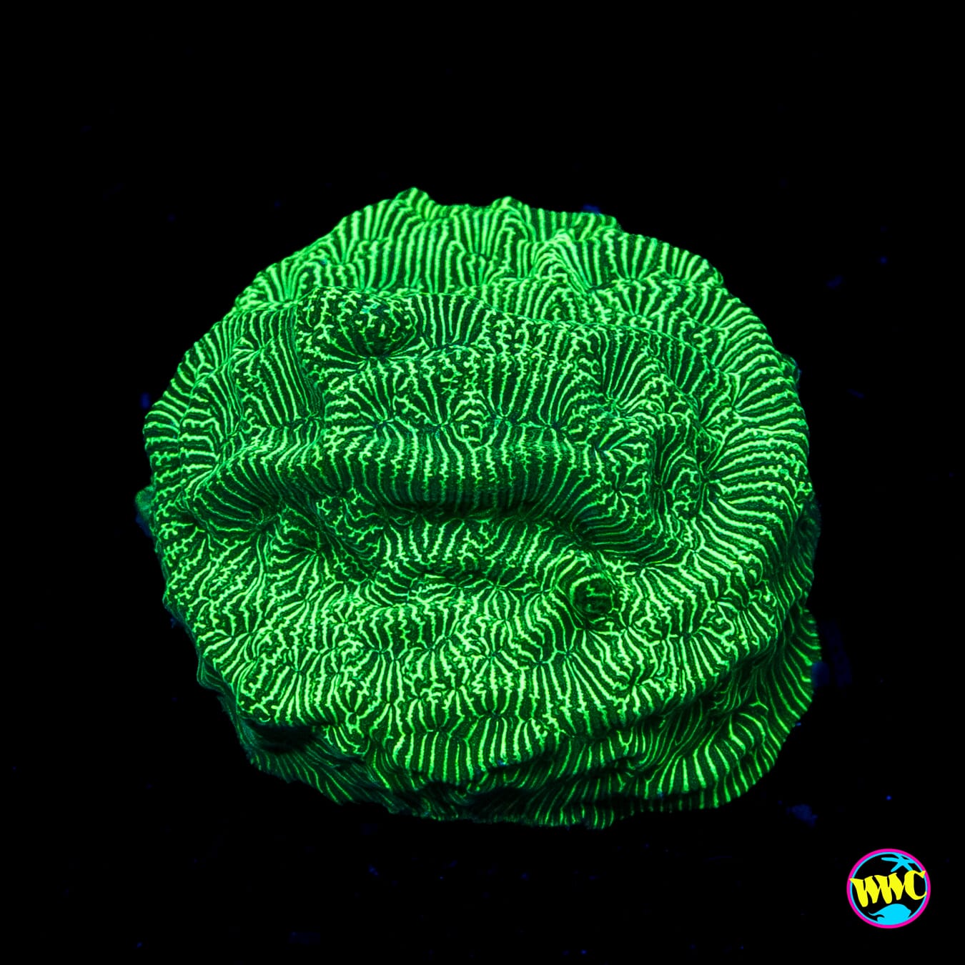 WWC Hulk Leptoseris