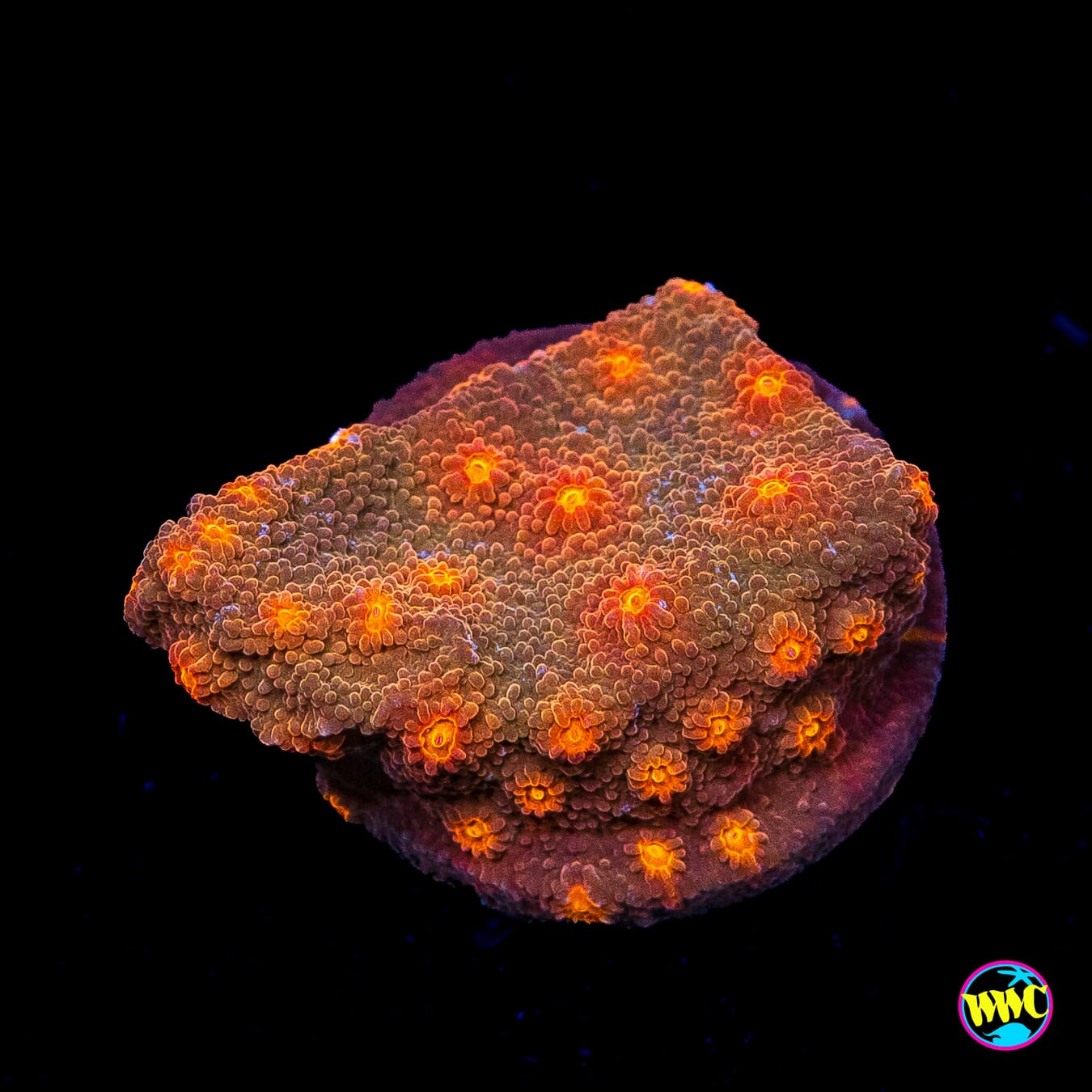 WWC Flicka Flame Cyphastrea