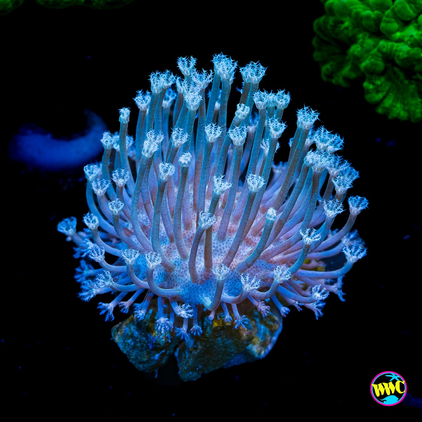 WWC Silver Polyp Toadstool Leather