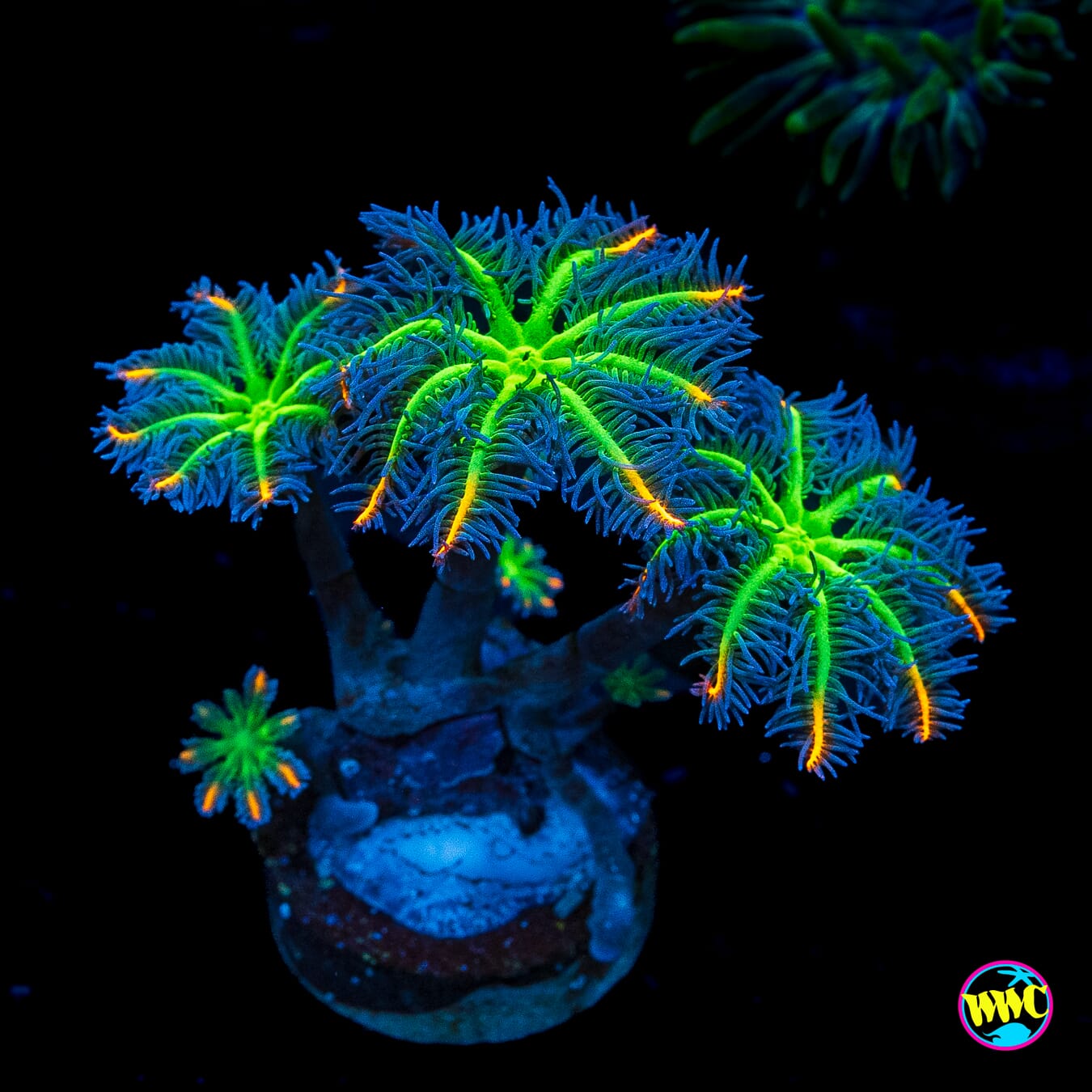 WWC High Voltage Clove Polyps