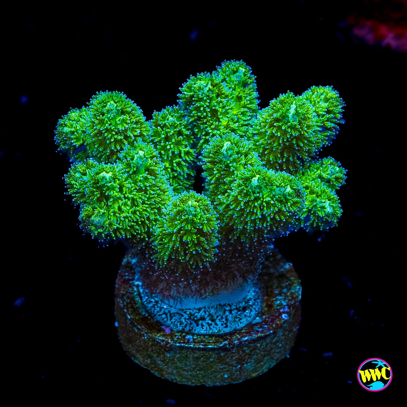 WWC Fantasy Island Birdsnest