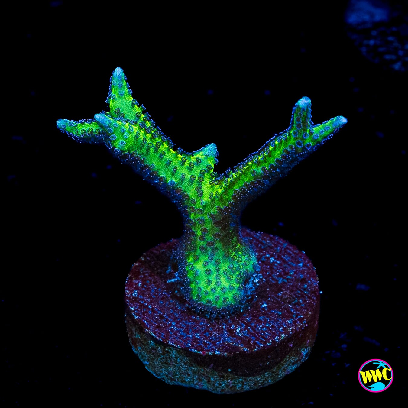 WWC Purple Polyp Birdsnest