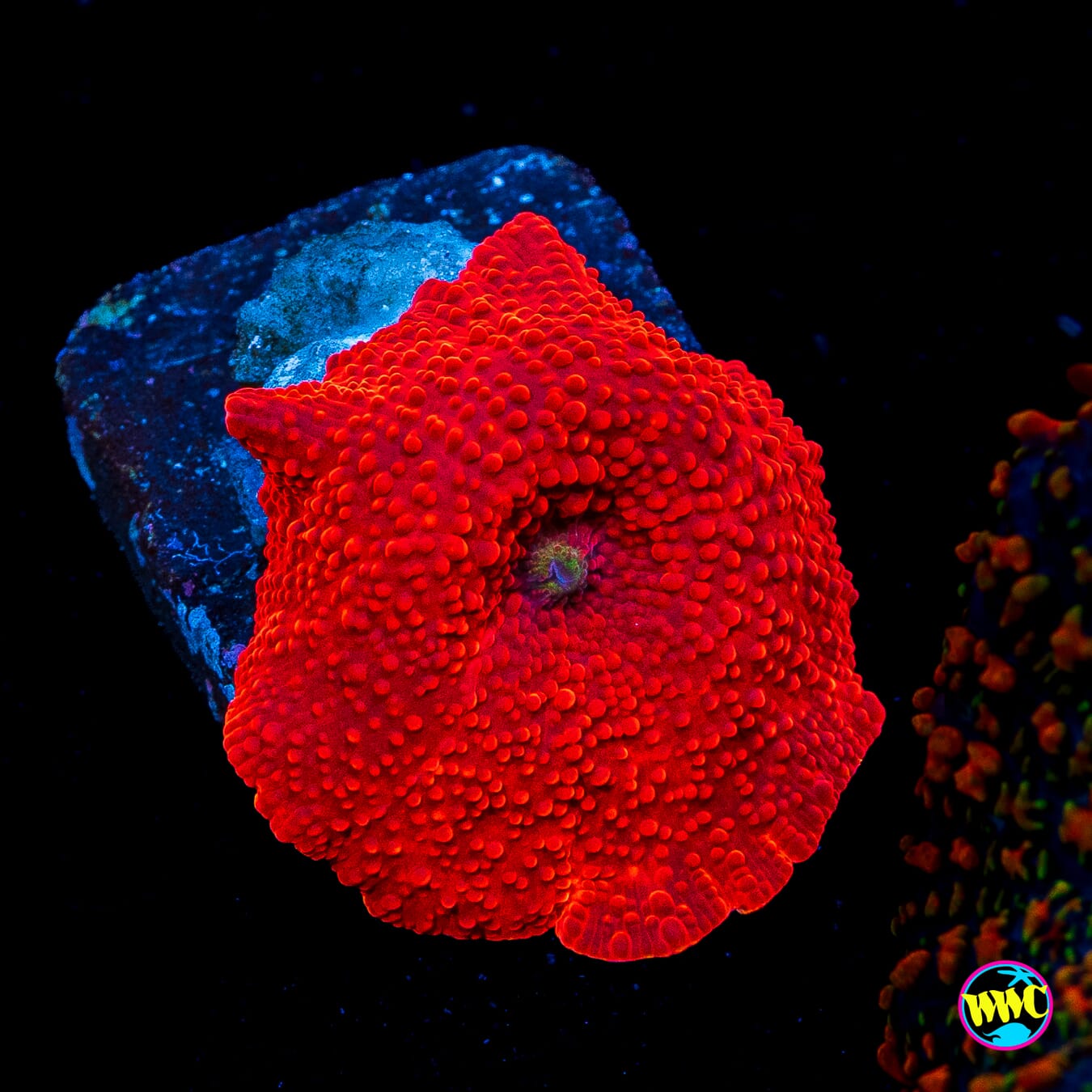 WWC Red Jaguar Disco Mushroom