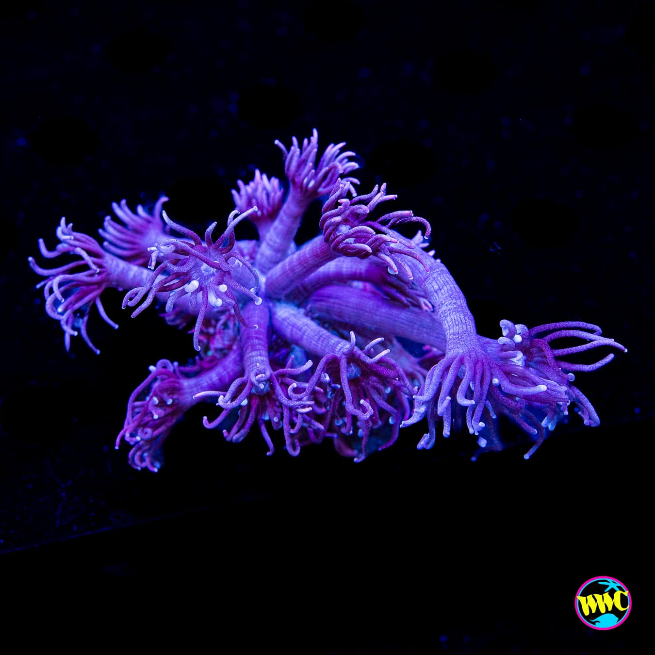 Purple Parrot Goniopora