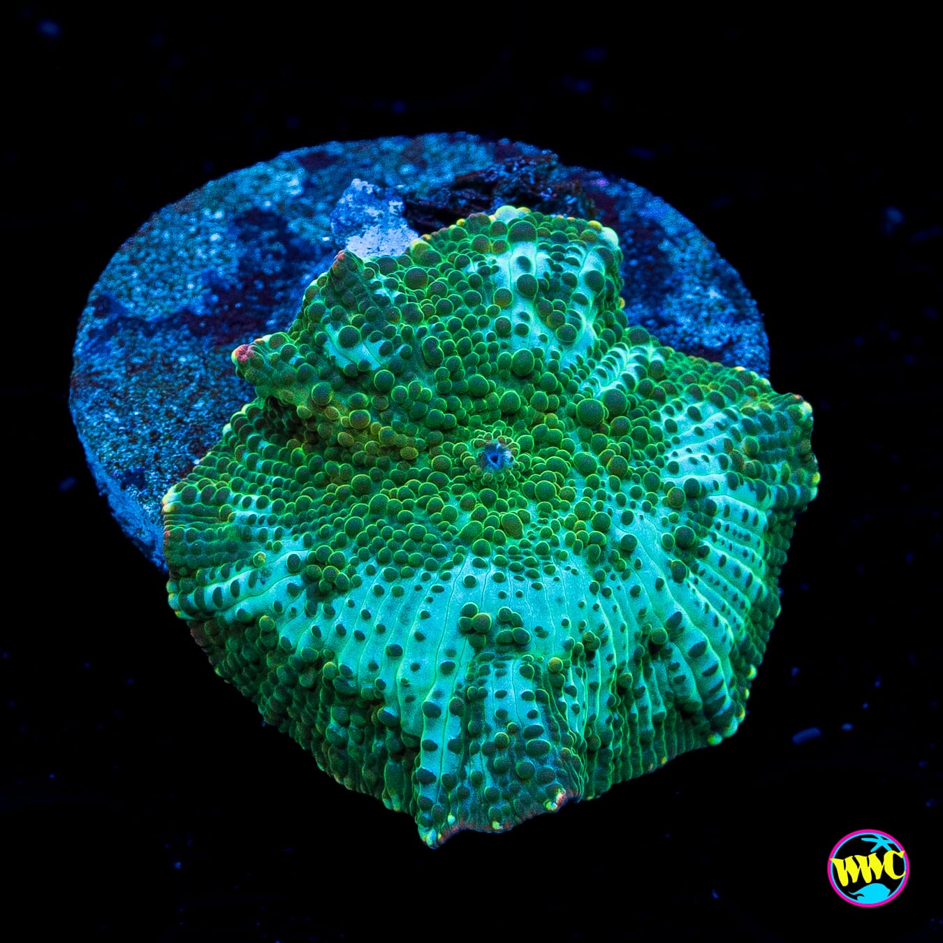 Interstellar Iguana Mushroom