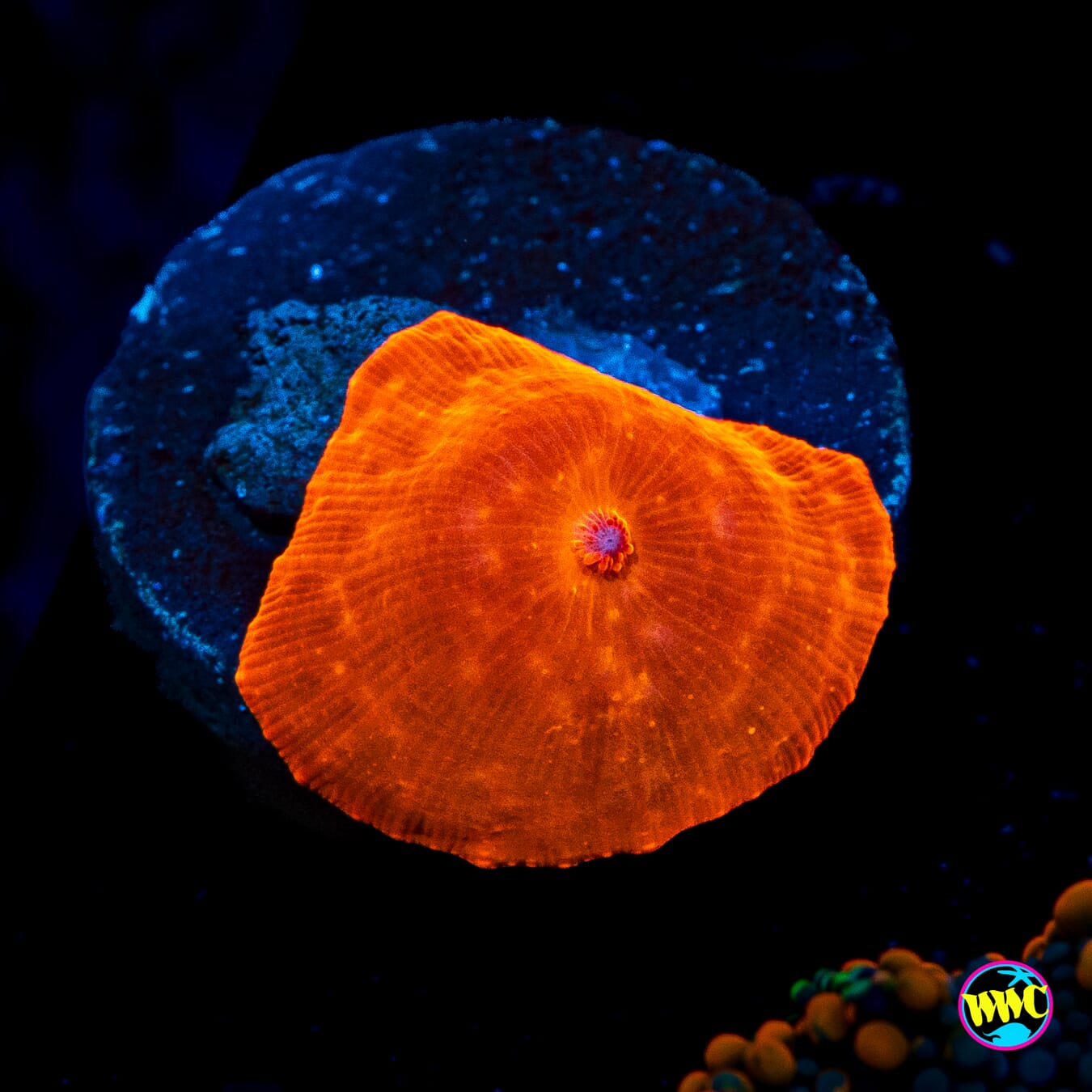 WWC King Tut Disco Mushroom